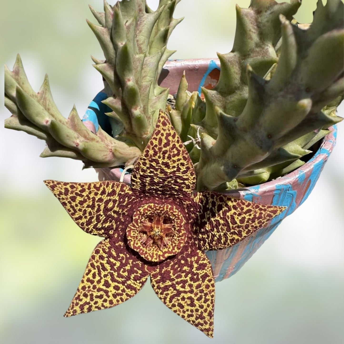 Orbea Variegata Starfish Succulent Cuttings 3-4 inches, Variegated Houseplant, Unique Succulent Collection, Live Plant, Indoor Decor