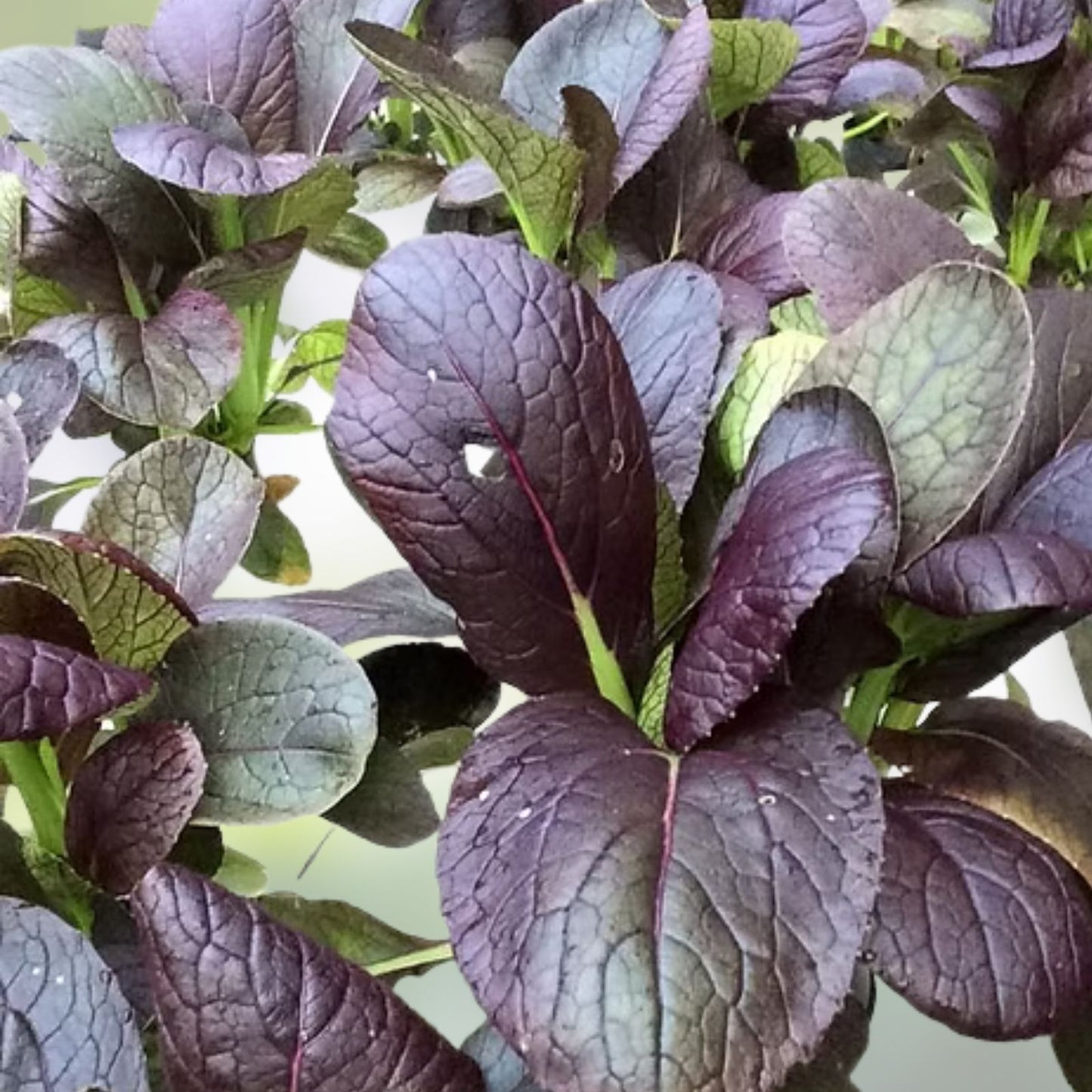 Pak Choi Seeds Red Tatsoi Non-GMO Brassica rapa Starter Plant for Stir-Fries & Salads