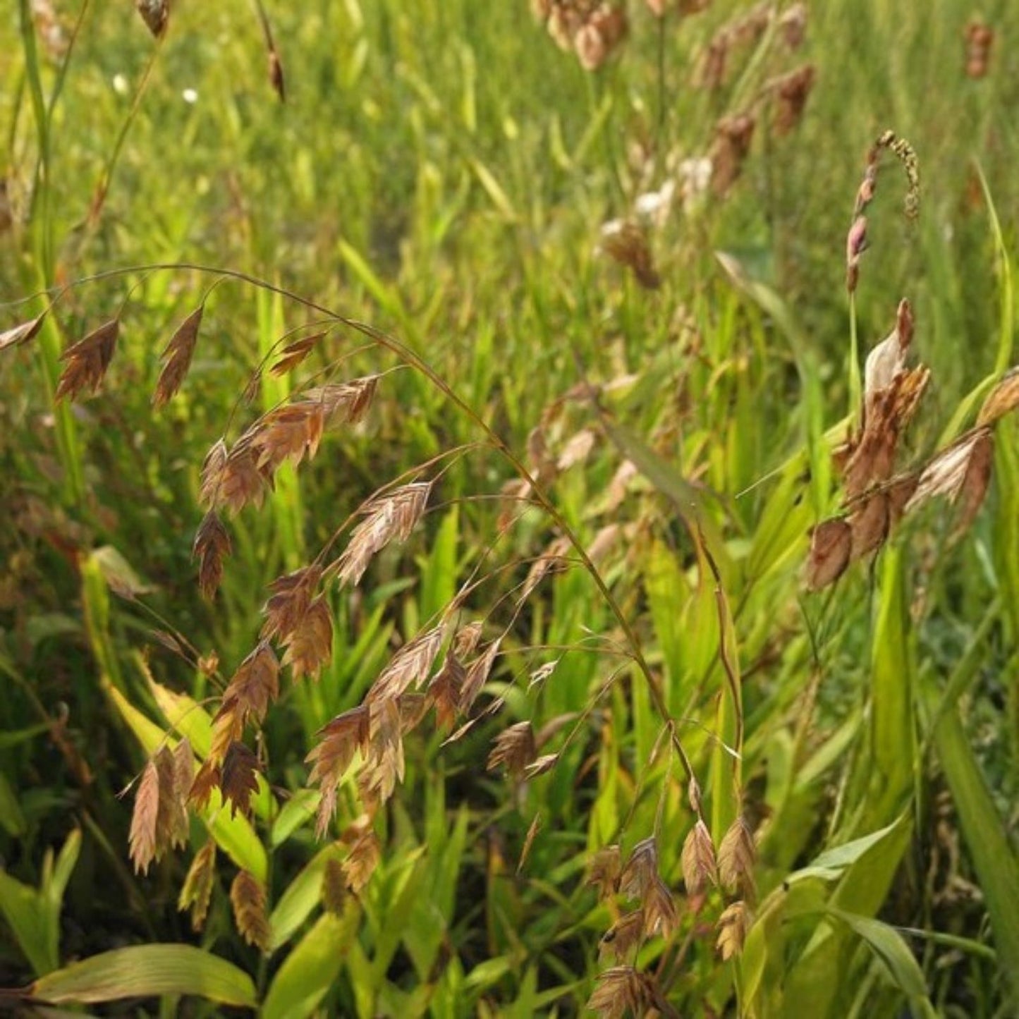 Northern Sea Oats Live Plants 5 Pack Ornamental Grass Chasmanthium latifolium Bare Root Starter Garden Plant