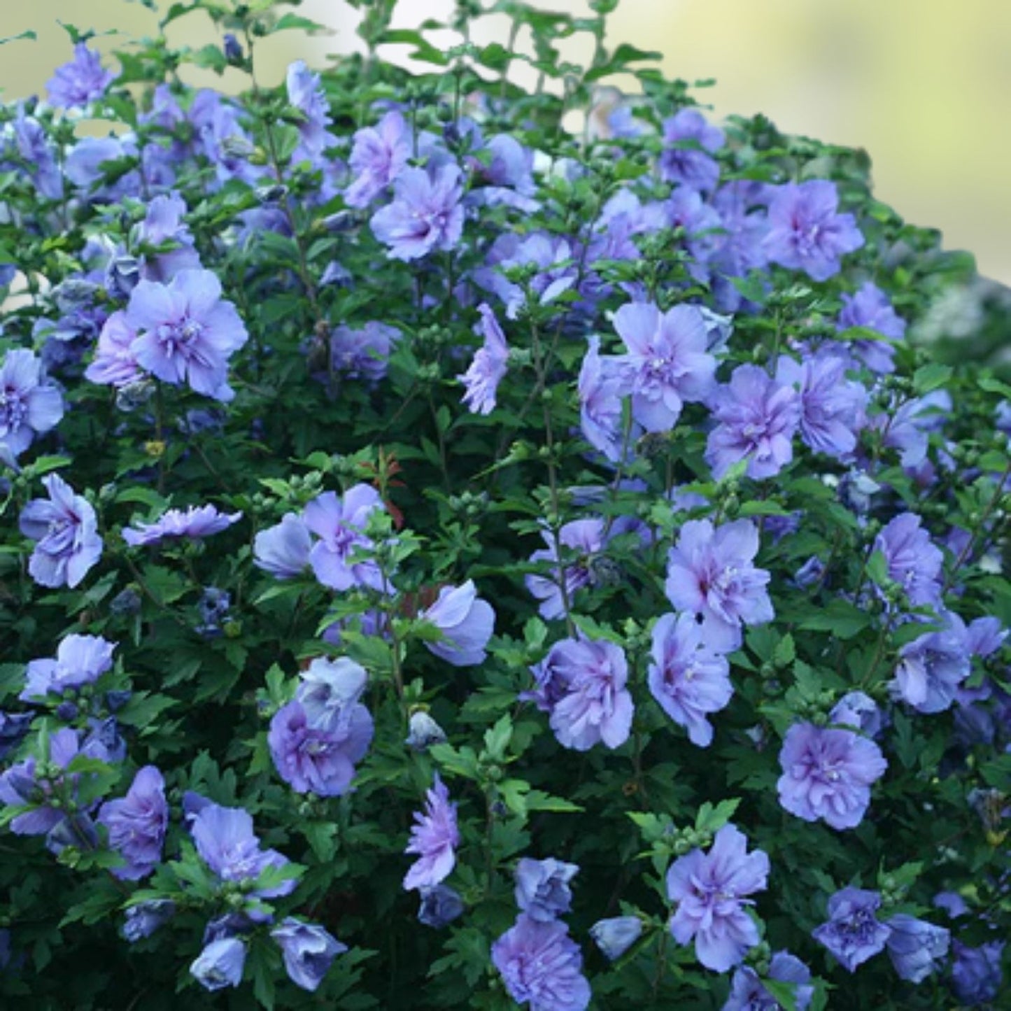 Hibiscus syriacus Rose of Sharon Cuttings 10 Pack Live Bare Root Flowering Shrubs Garden Plant