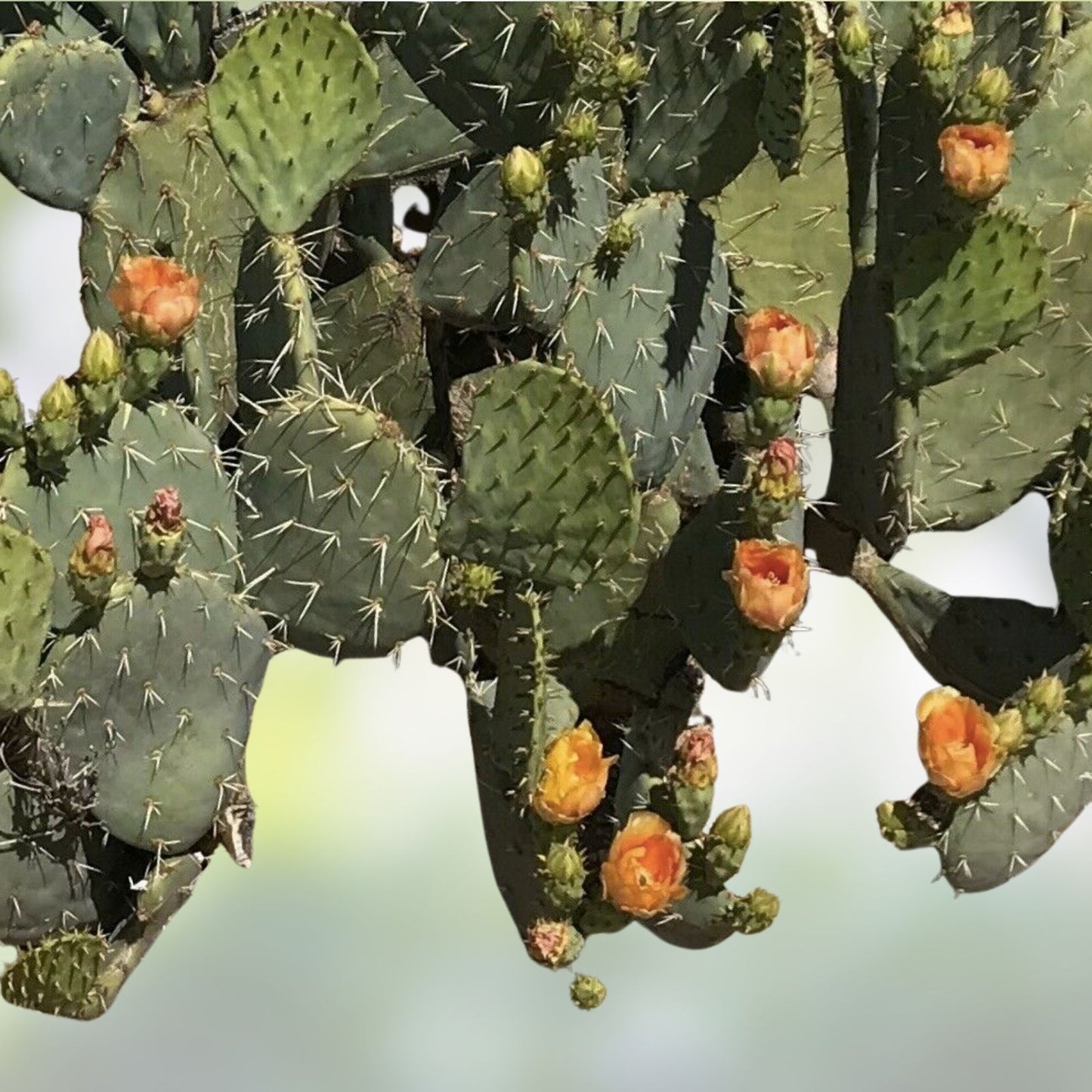 Opuntia Prickly Pear Cactus Pad Cutting Pandale Texas Succulent Live Plant Segment