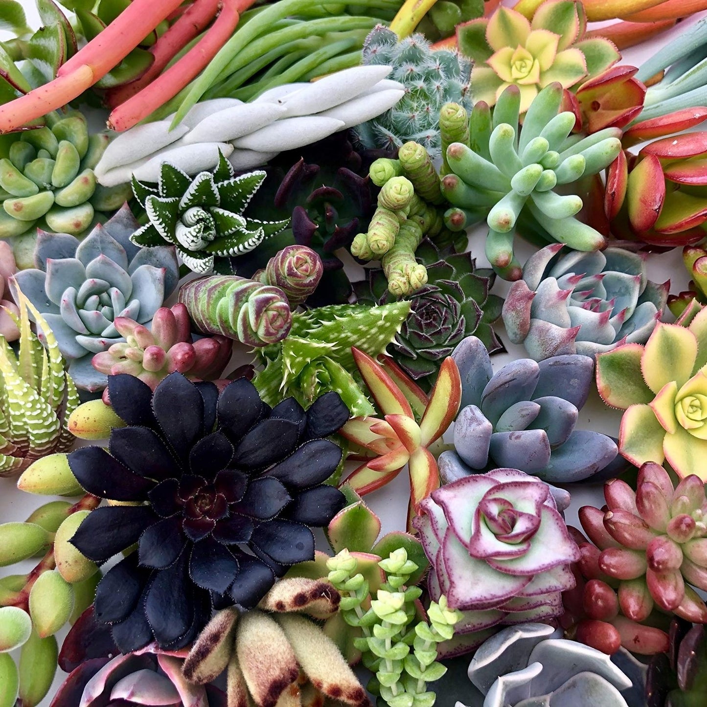 Rainbow Succulent Bundle 4 Live Assorted Succulents Houseplant Gift Set - Easy Care, Colorful Varieties, Fast Shipping