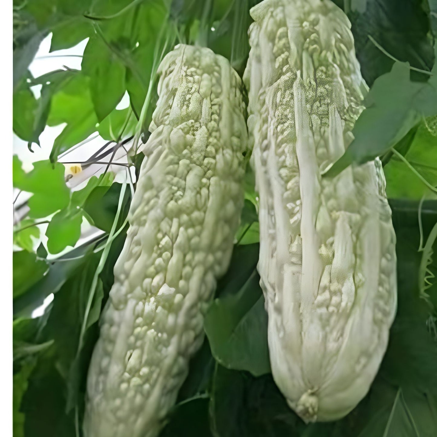 White Bitter Gourd Seeds – Rare Momordica charantia Edible Vegetable, Live Starter Plants, Garden Seeds, Home Gardening