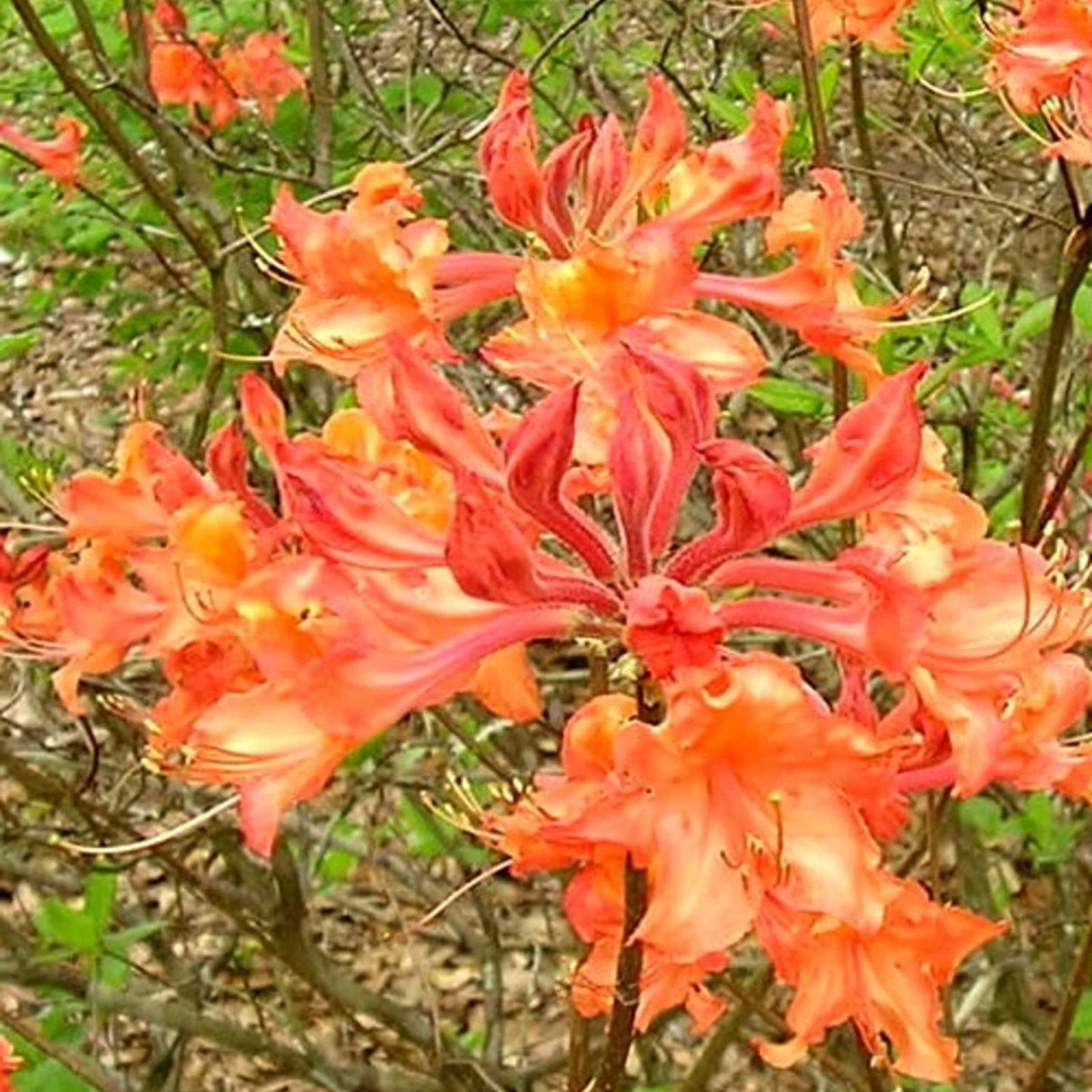 Aromi Azalea Plant Live Garden Shrub Rhododendron Hybrid Evergreen Starter Cutting for Landscape and Garden
