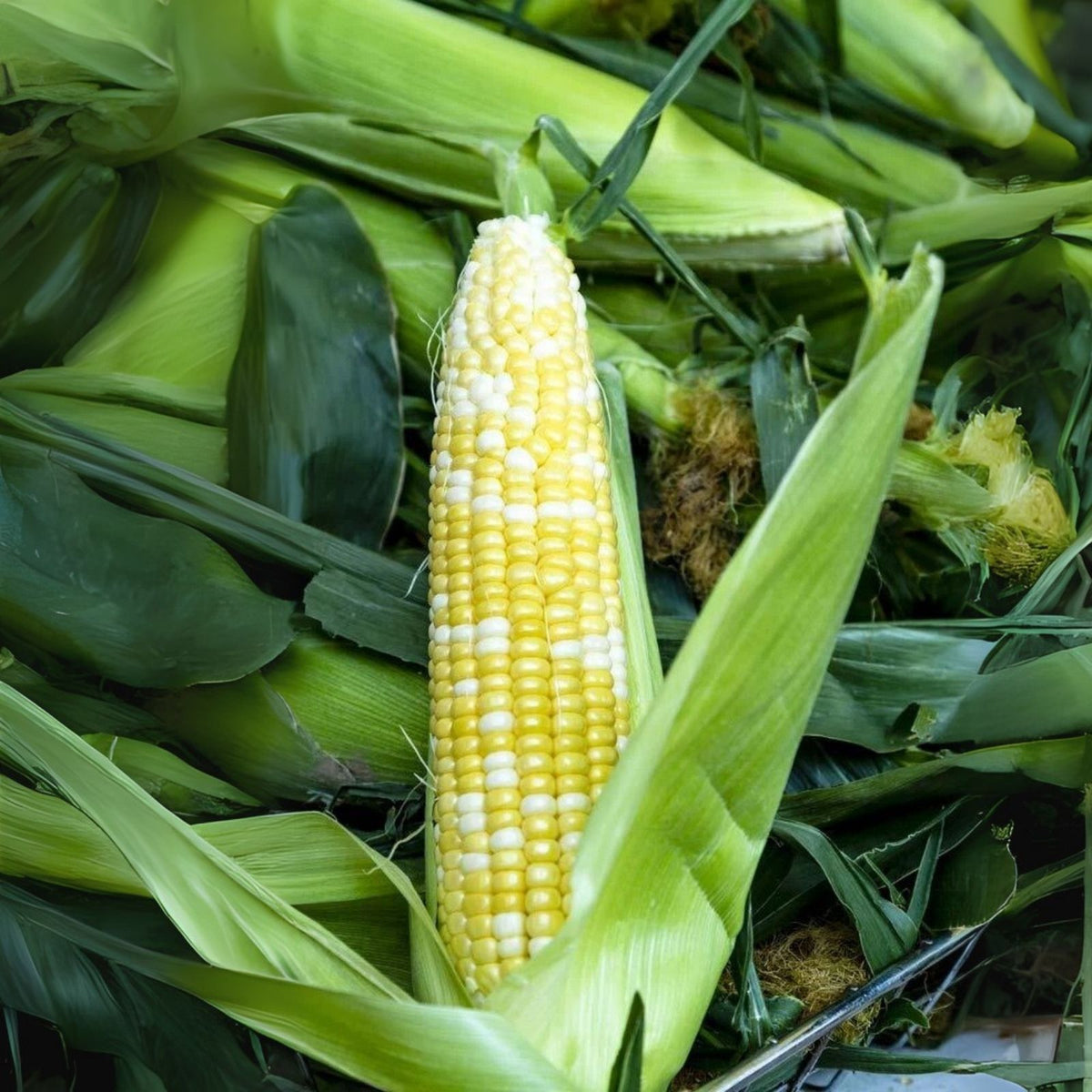 Ambrosia Sweet Corn Seeds - 250 Count - Zea mays - Non-GMO, High-Yield, Sweet Flavor, Ideal for Home Gardens