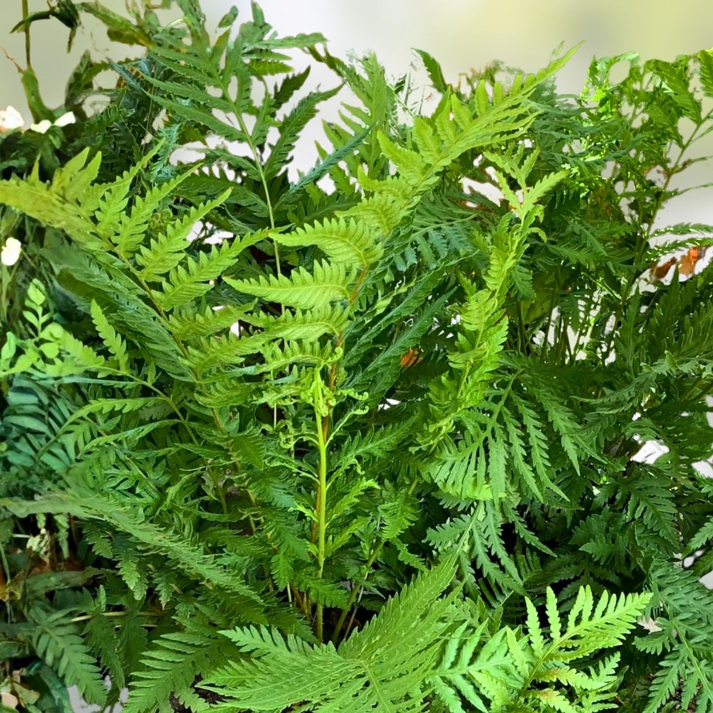 Netted Chain Fern Live Plant Bundle 5-Pack, Woodwardia areolata, Shade Ferns, Live Ferns for Shade Gardens, Houseplants, Starter Plants