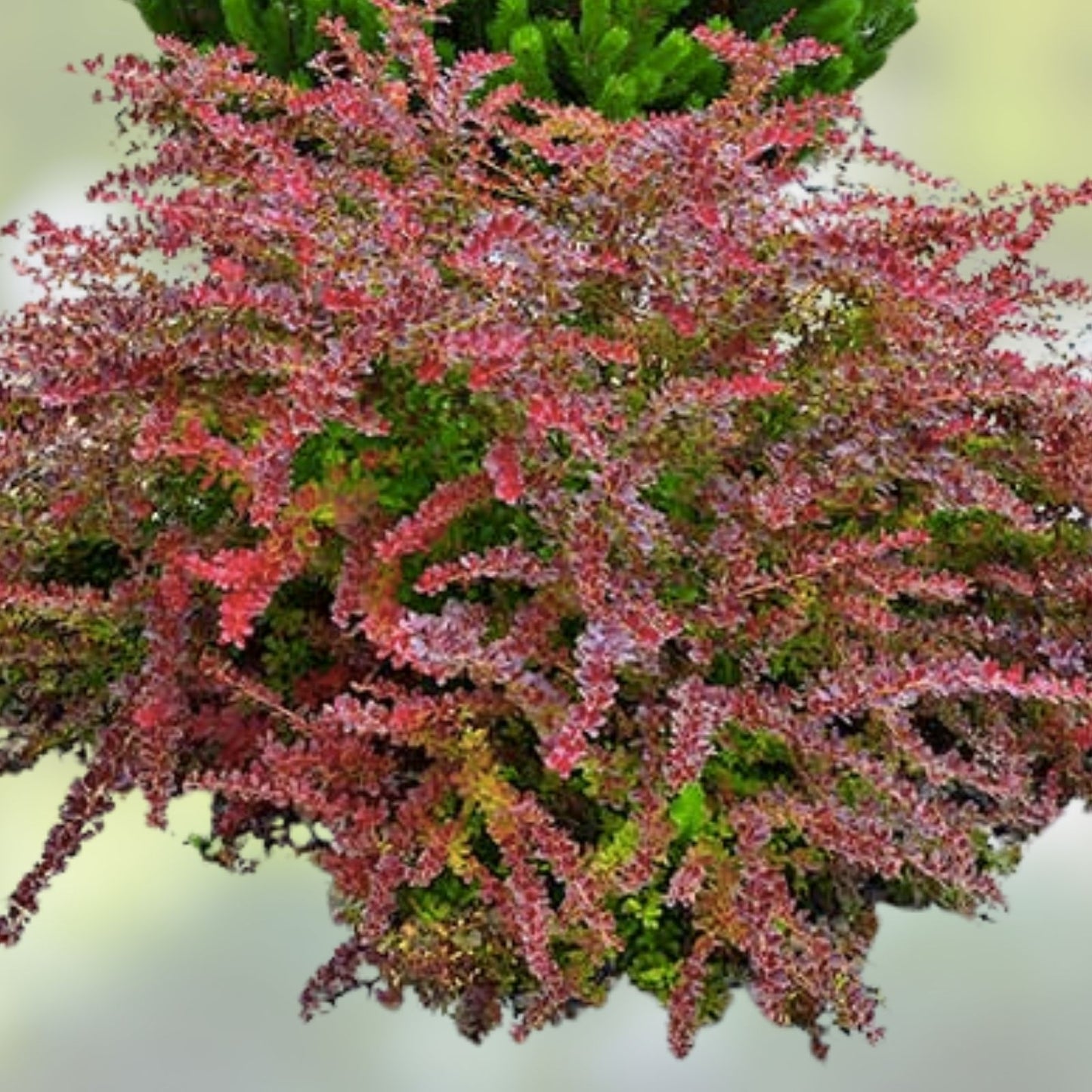 Japanese Barberry Bush Cuttings - Organic Edible Berry Starter Plants - Berberis thunbergii - Ornamental Shrubs for Garden Landscaping