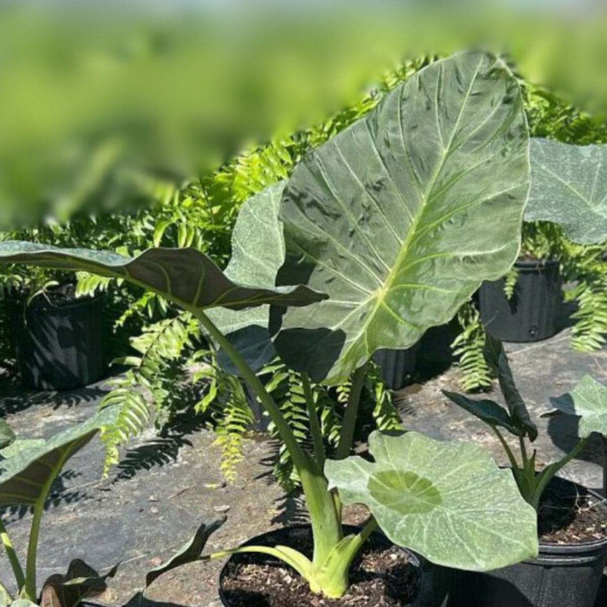Alocasia Regal Shield Plant - 3 Gallon Pot - Exotic Tropical Foliage - Alocasia amazonica for Indoor Decor