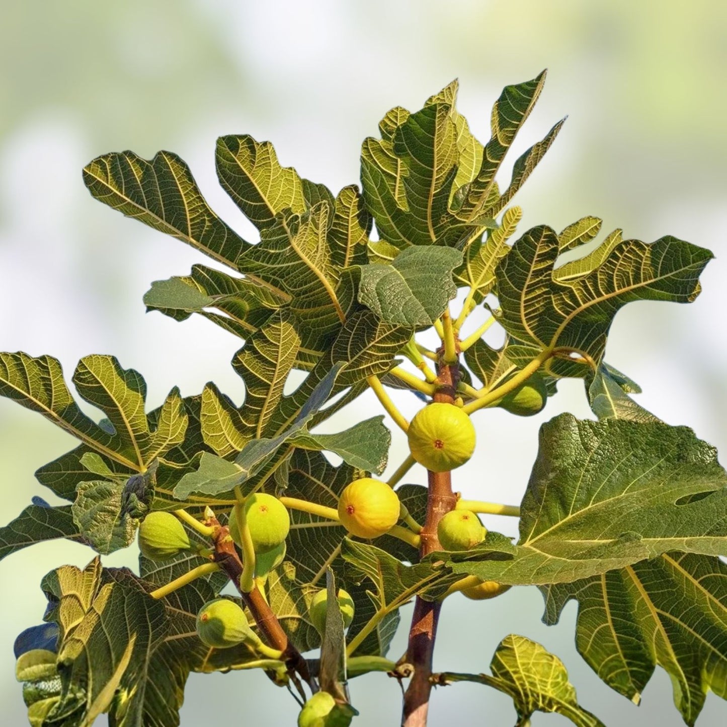 White Marseilles Fig Cuttings – Ficus carica Honey Sweet Unrooted Starter Plant, Fruit Tree, Garden Plant, Bare Root, Live Plant