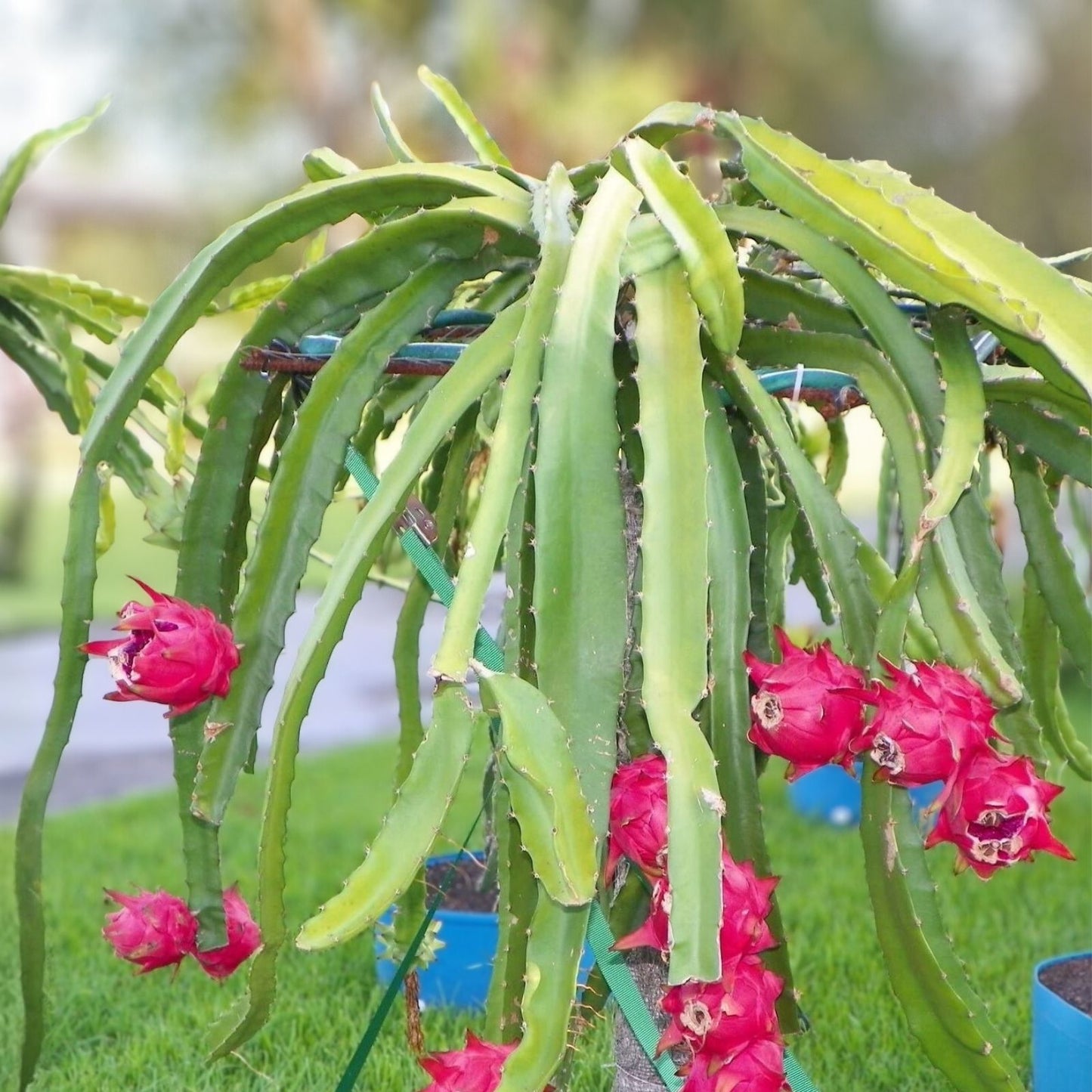 Dragon Fruit Cuttings 8-14 Inch Hylocereus Undatus Live Plant Starter for Home Garden, Fruit Plant, Houseplant