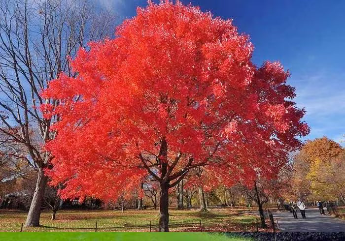 Red Maple Tree 1–2 ft Tall | Bare Root Acer rubrum | Fast Growing Shade Tree with Fall Color | Native Landscaping Tree