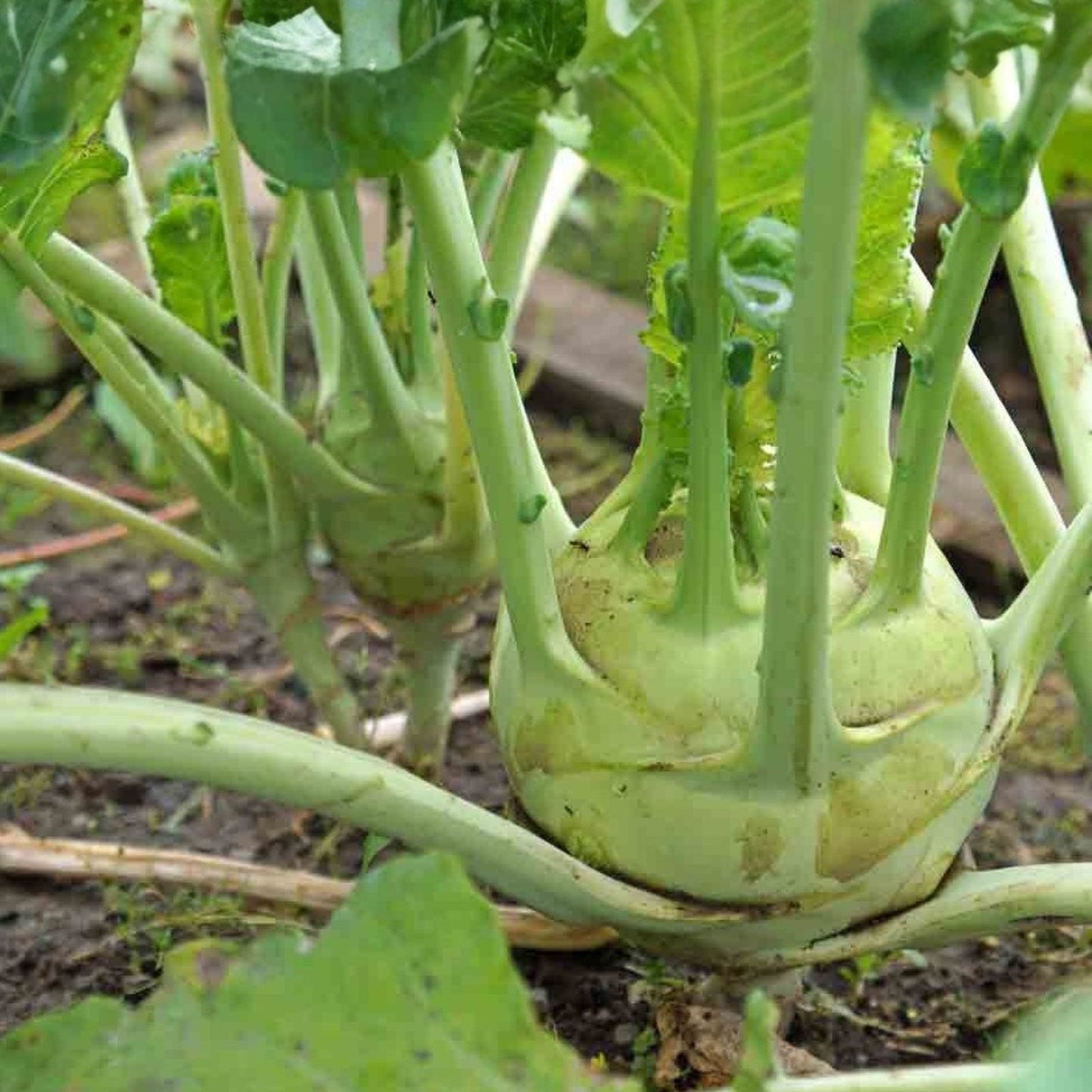 Heirloom Cucumber Seeds Boston Pickling Non-GMO Cucumis sativus Vegetable Garden Plant Starter