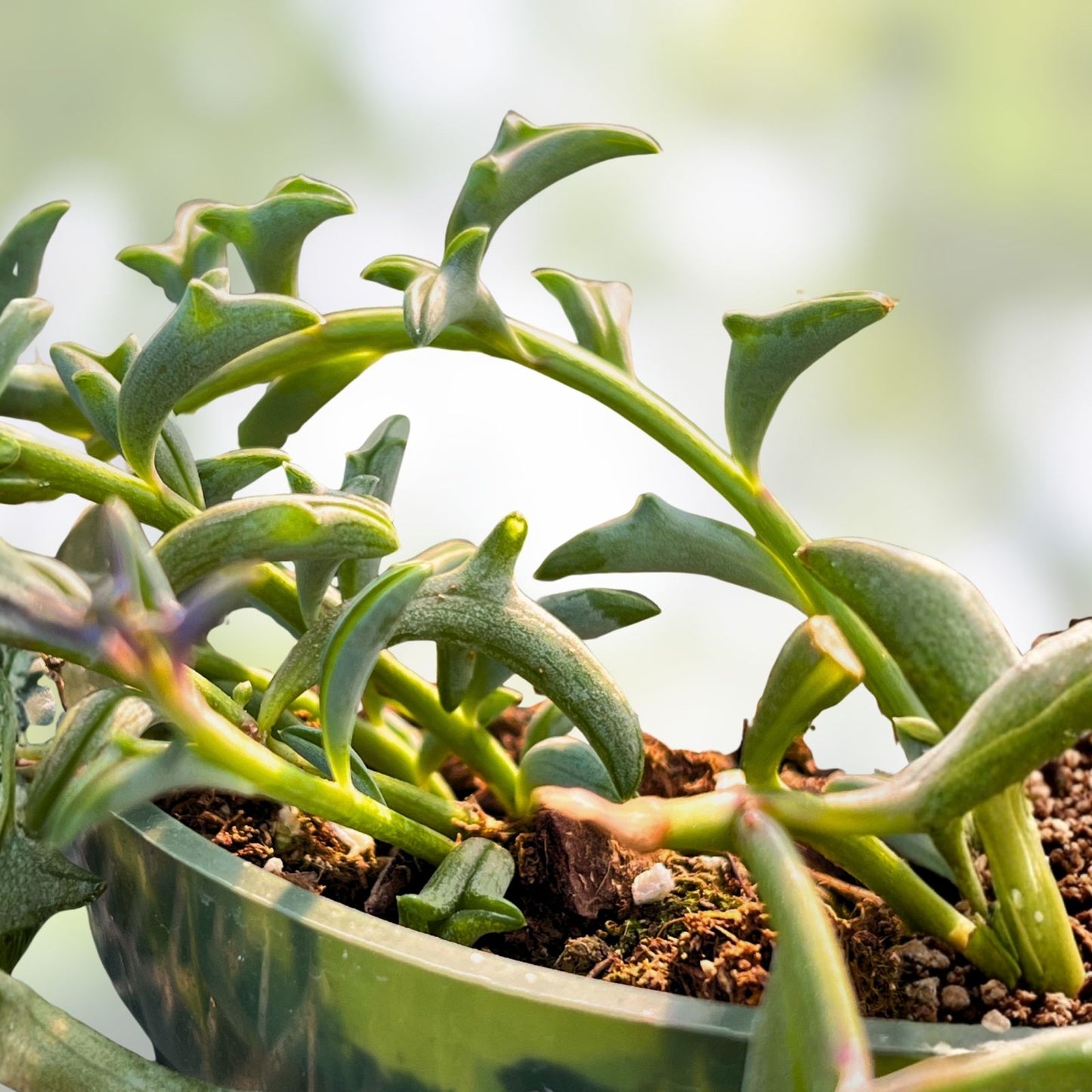 String of Dolphins Succulent Plant - Senecio Peregrinus, Dolphin-Shaped Leaves, Live Indoor Houseplant, Starter Plant, Non-GMO