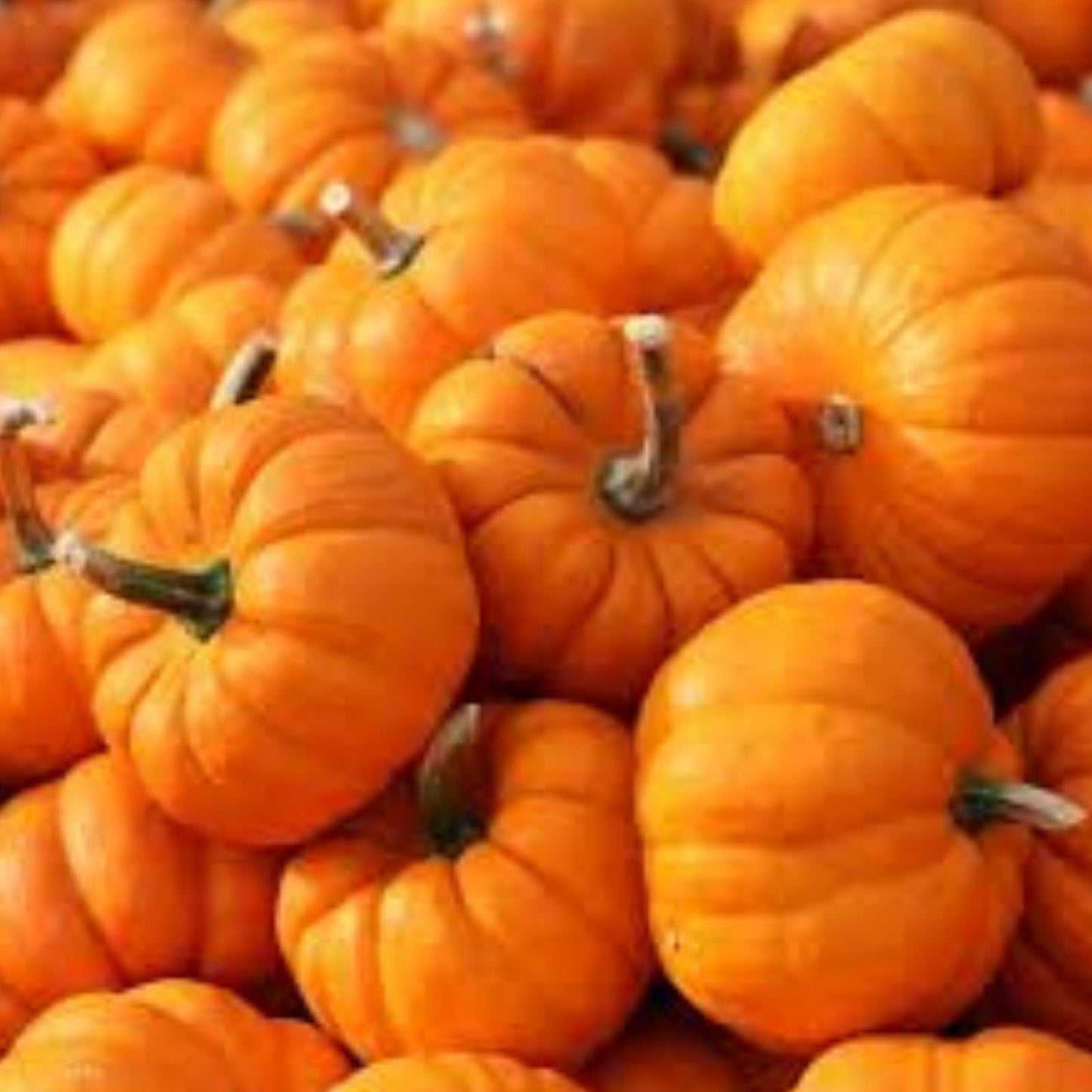 Libby Pumpkin Seeds 20 Count Edible Snack Seeds Cucurbita pepo Brown Orange Planting or Snacking