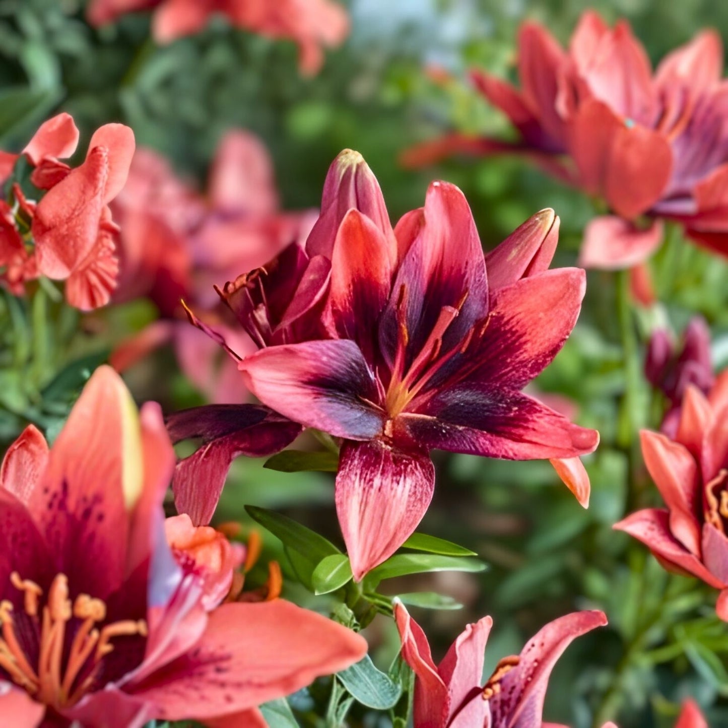 Large Pink Purple Asiatic Lily Bulb | Lilium 'Purple Dream' Live Plant, Cut Flower, Deer Resistant, Zones 3-8