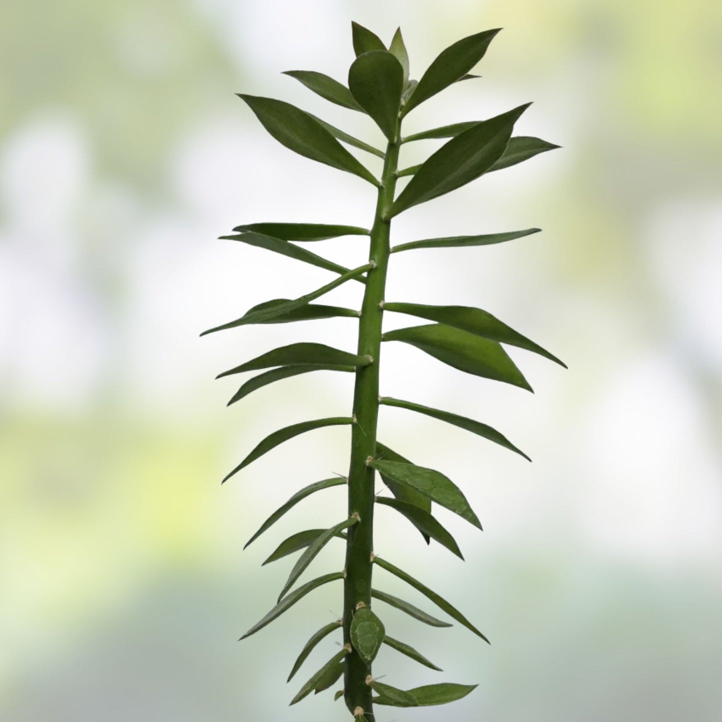 Pereskiopsis spathulata Grafting Stock Cactus Cuttings – Live Leafy Cactus for Propagation and Grafting – Non-GMO