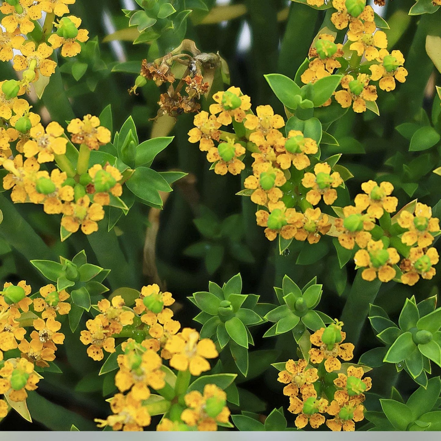 Euphorbia Mauritanica Pencil Milk Bush Succulent Live Plant 10" Rooted Indoor Outdoor Decor Rare Houseplant