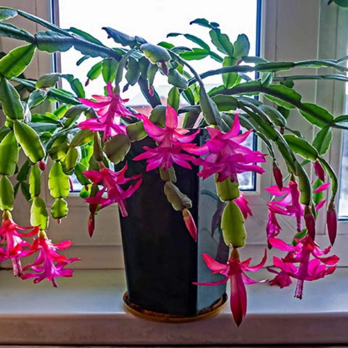 Christmas Cactus Cuttings 4-5" Red Coral Live Plant Indoor Holiday Gift Schlumbergera Easy to Grow
