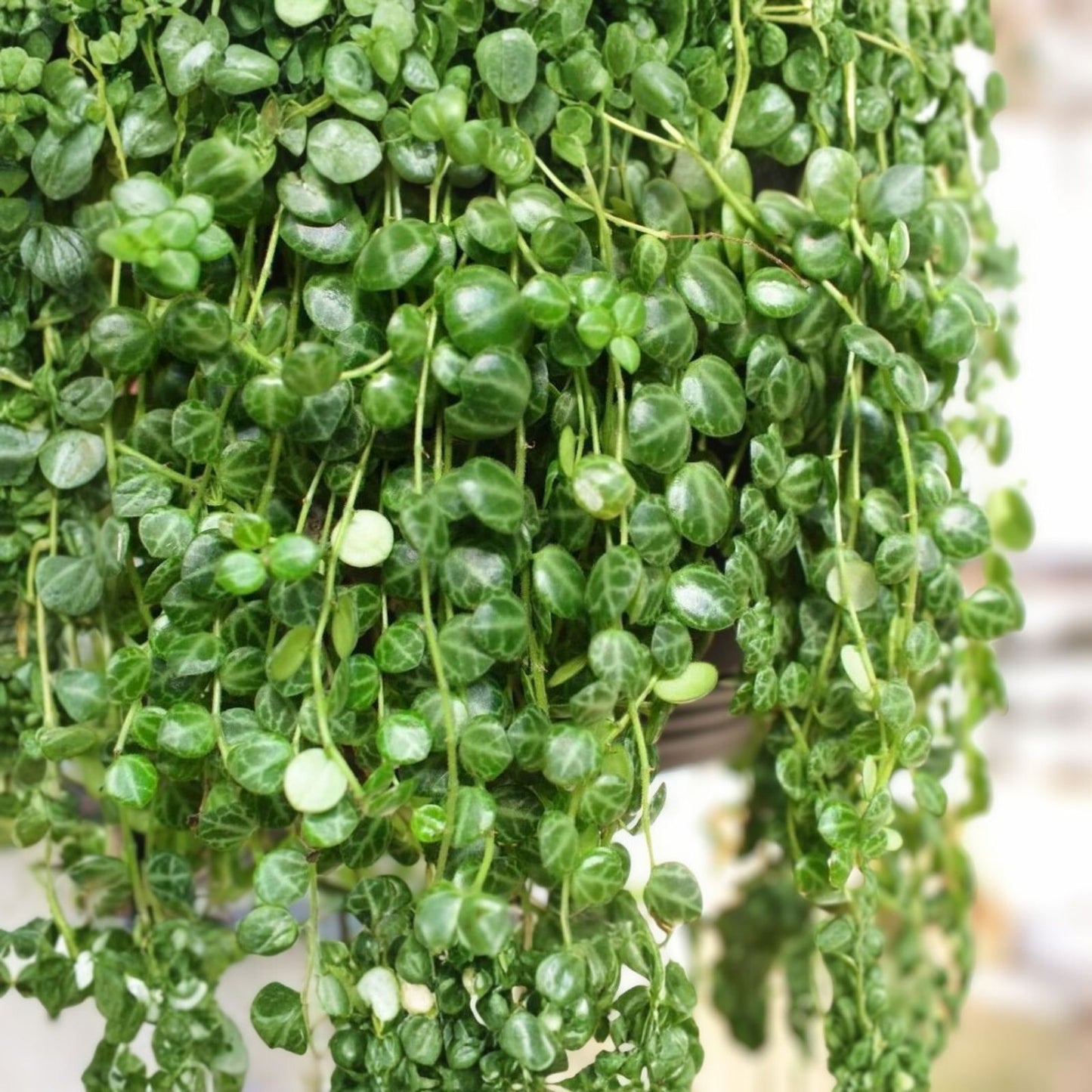 Peperomia Prostrata String of Turtles Live Houseplant 4-inch Potted Succulent Plant Rare Indoor Plant