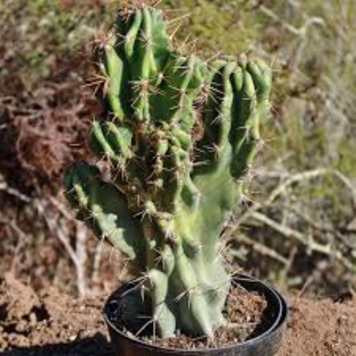 Cereus Monstrose Cactus Cuttings 2 Long Stems Succulent Indoor Outdoor Garden Plant Live Starter