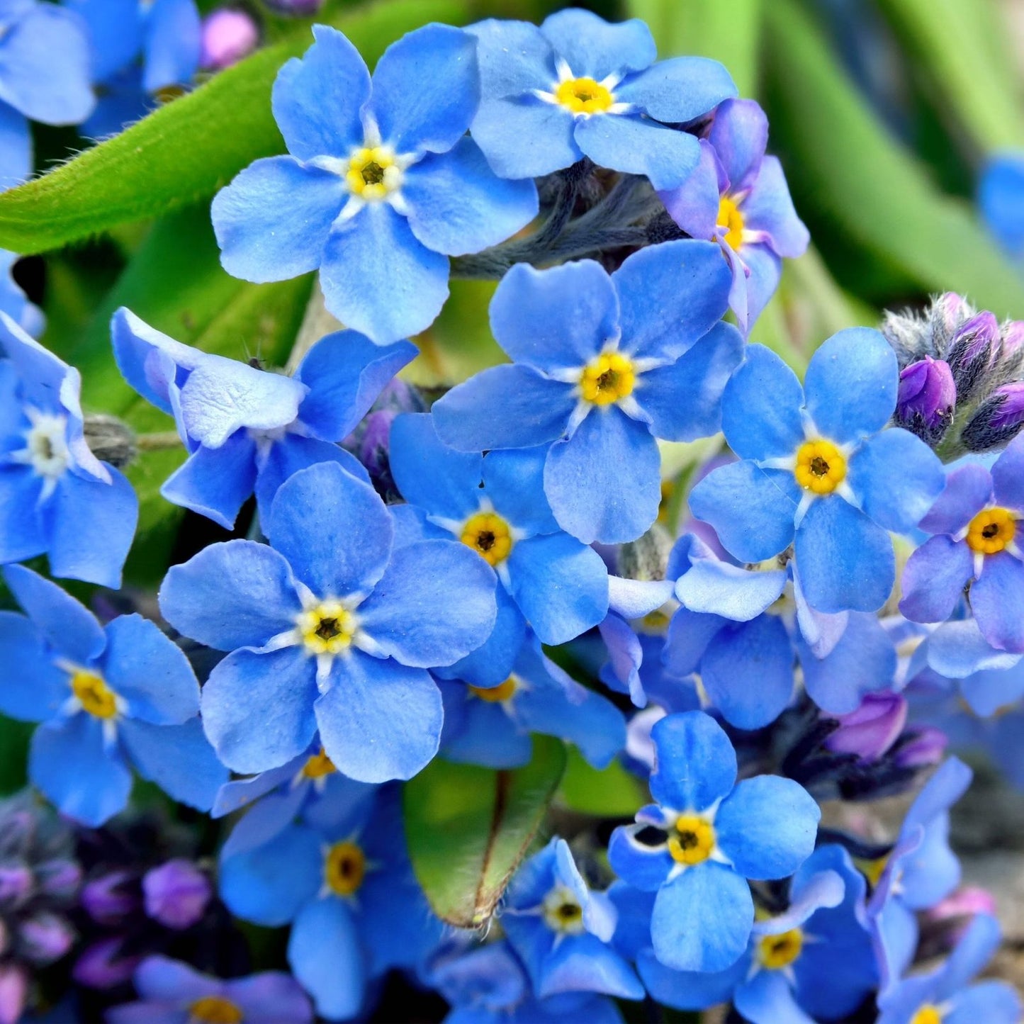 Blue Forget Me Not Seeds 5000+ Pack | Easy to Grow Wildflower Seeds | Myosotis sylvatica | Live Plant or Seed