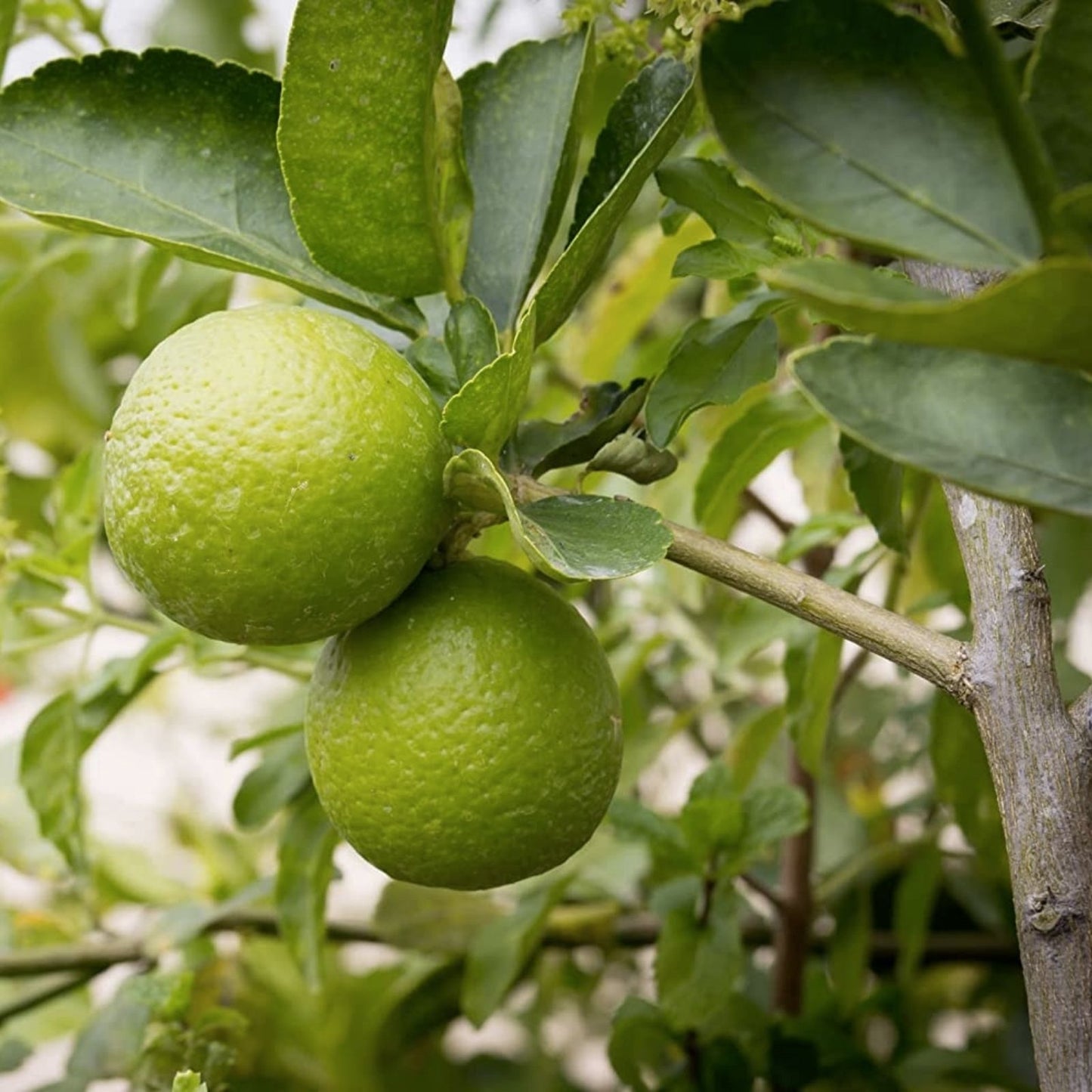 Dwarf Lime Tree Seeds Citrus aurantiifolia Live Plant Starter Pack for Indoor Outdoor Gardening - 30+ Seeds
