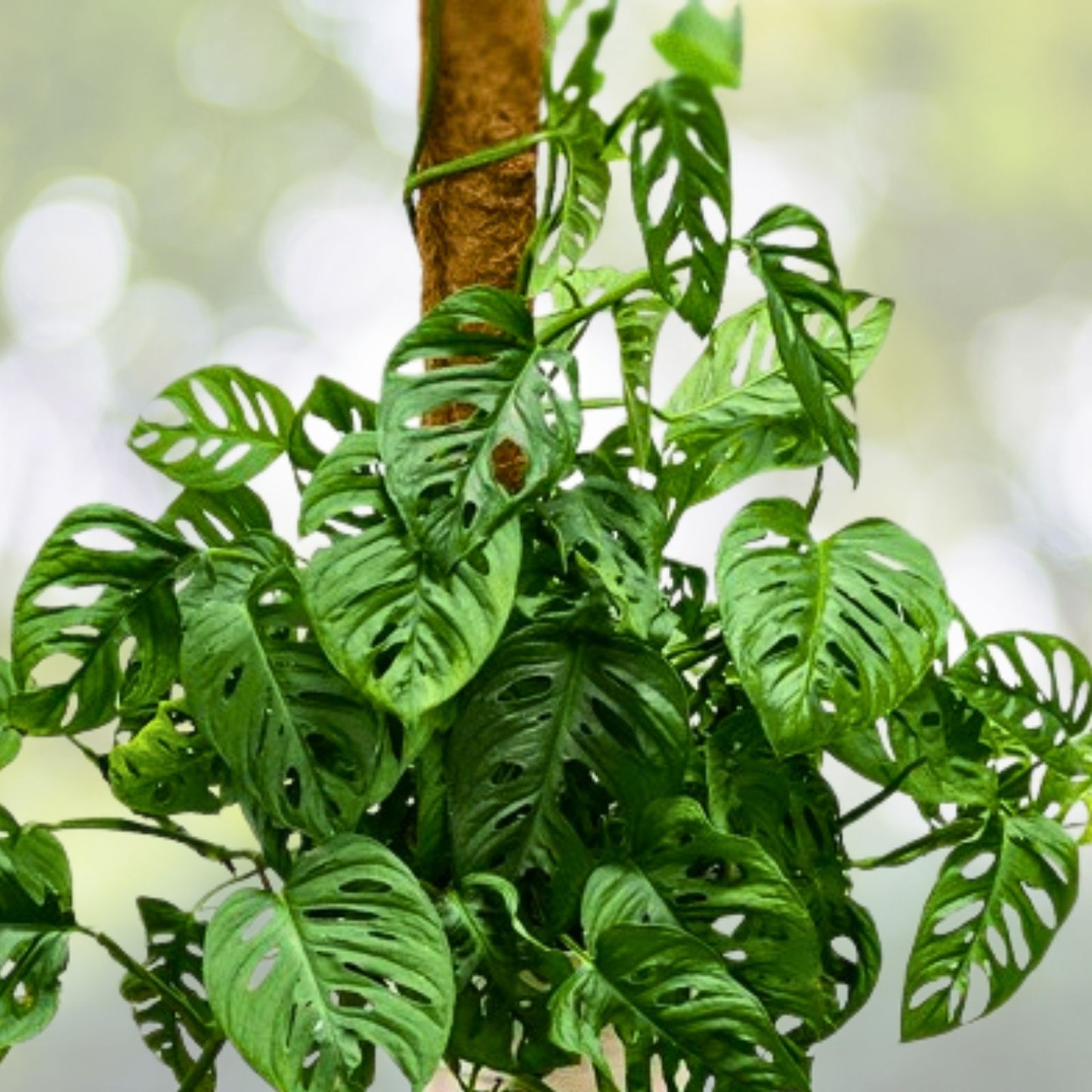 Large Monstera Deliciosa Cutting, Tropical Live Plant, Swiss Cheese Plant, Monstera Adansonii, Houseplant, Indoor Plant, Live Plant