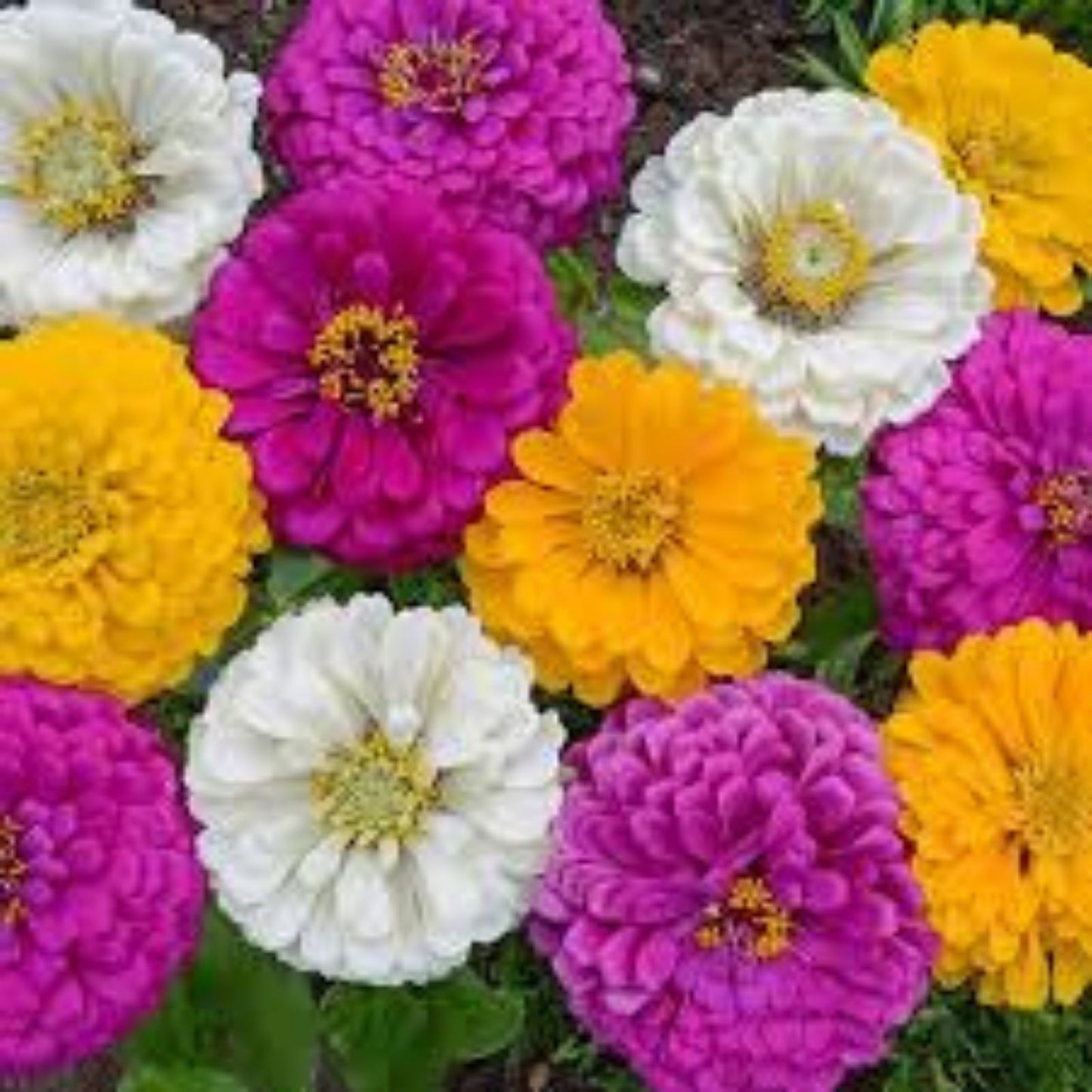 Mardi Gras Zinnia Mix Seeds, Organic Flower Seeds, Zinnia elegans, Colorful Garden Zinnias, 100 Pack, USA Grown, Live Plant, Cutting