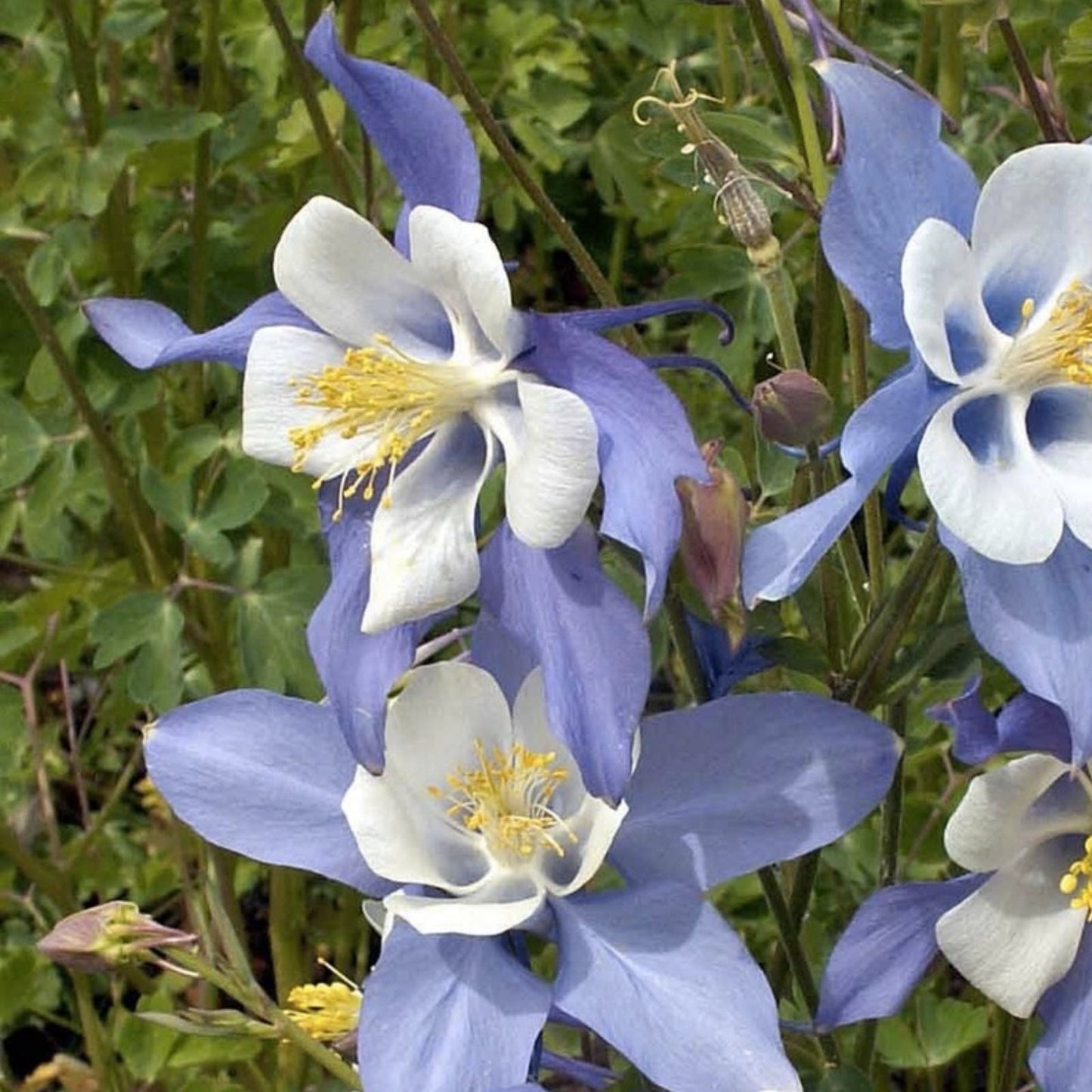 Blue Colorado Columbine Seeds - Aquilegia coerulea Perennial Flower Seeds, Non-GMO, Garden Starter, Live Plant, Bare Root, Cutting, Fresh Stock