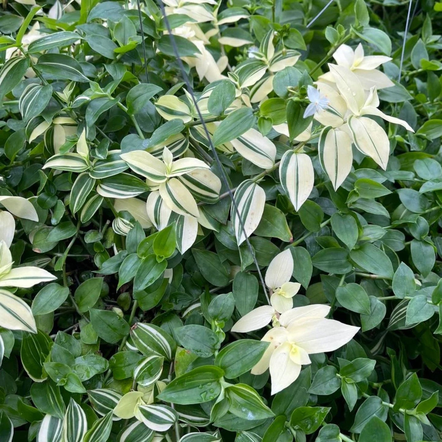 Rooted Wandering Jew Plant Indoor Houseplant | Tradescantia Fluminensis Green Foliage Easy Care Decorative Plant