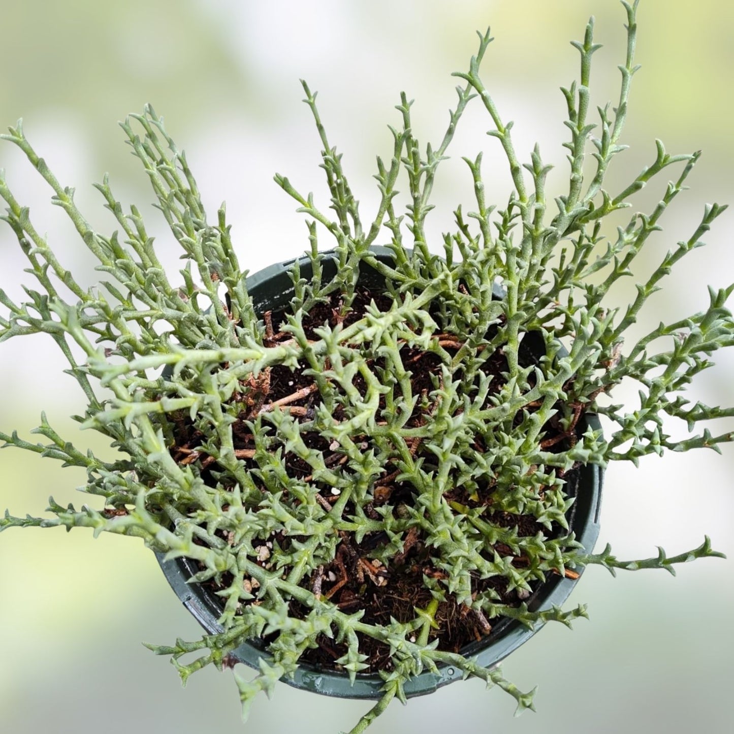 Ruschia Uncinata Doringvygie Succulent Live Plant 2 Inch – Groundcover, Houseplant, Garden Decor, Hardy Succulent