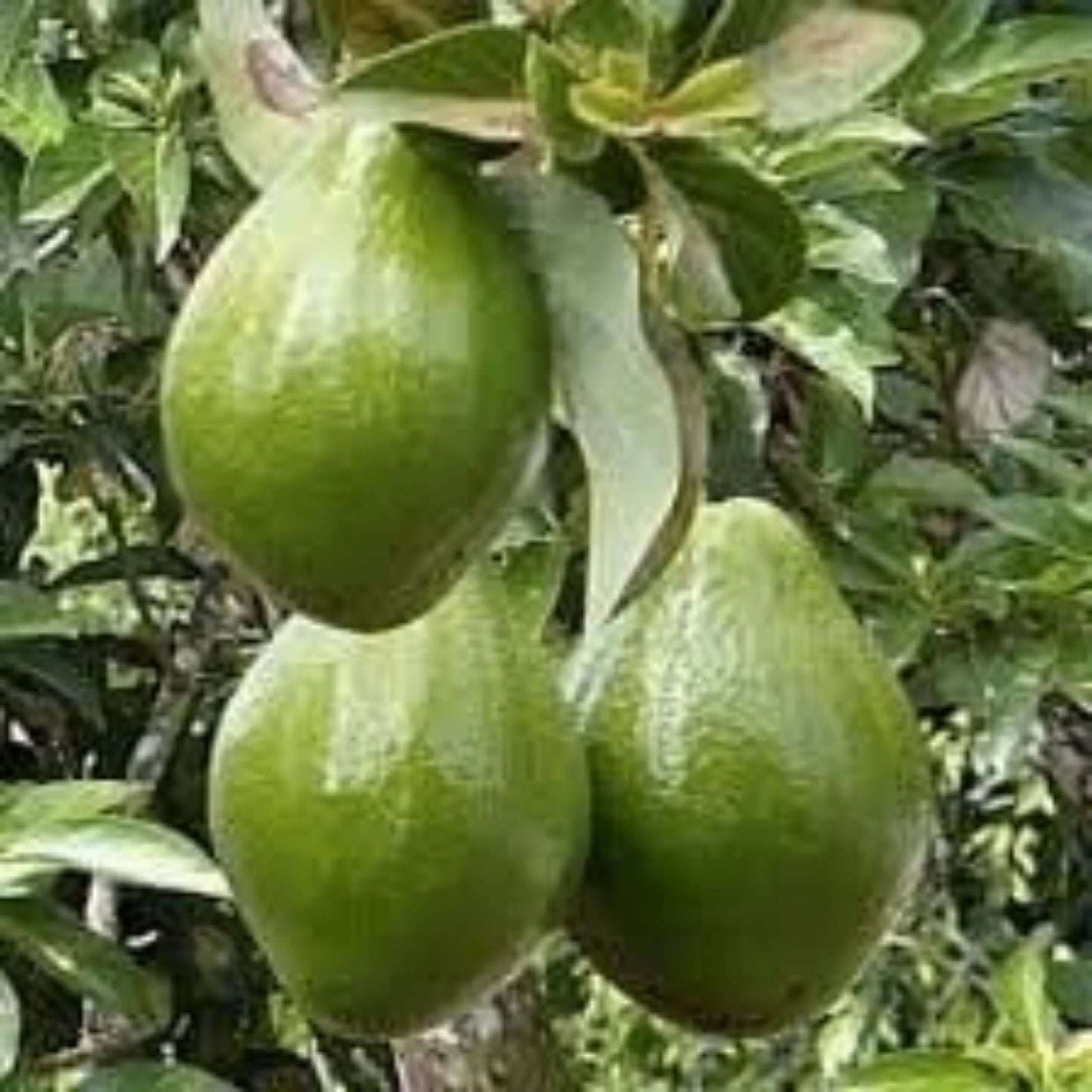Nabal Avocado Grafting Scions 2-3 Grafts Live Budwood for Propagation Persea americana