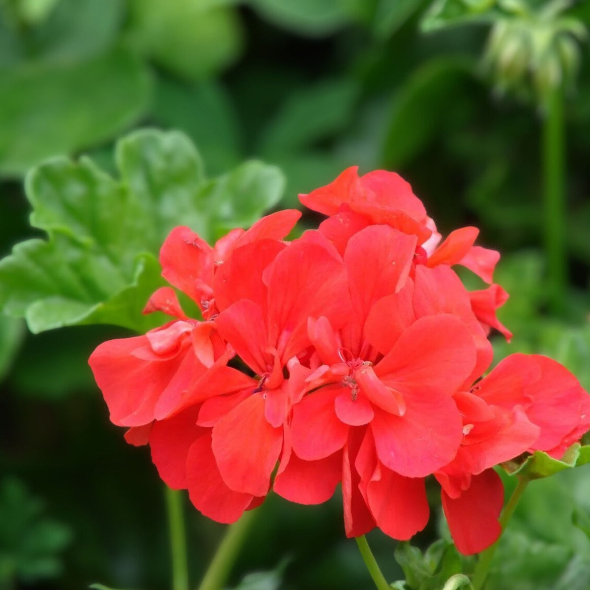 Geranium Seeds 100+ Apricot Delight Fragrant Non-GMO Flower Seeds Pelargonium hortorum
