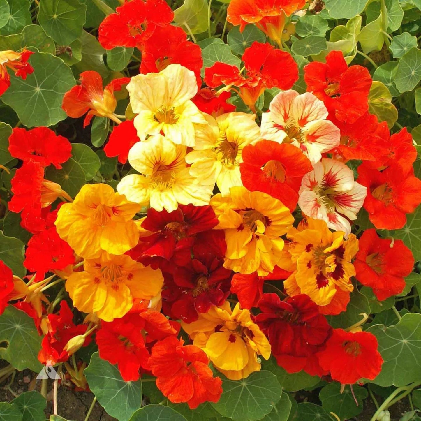 Nasturtium Seeds Jewel Mix 20 Pack Edible Flowers Tropaeolum majus Compact Pollinator-Friendly Drought-Tolerant