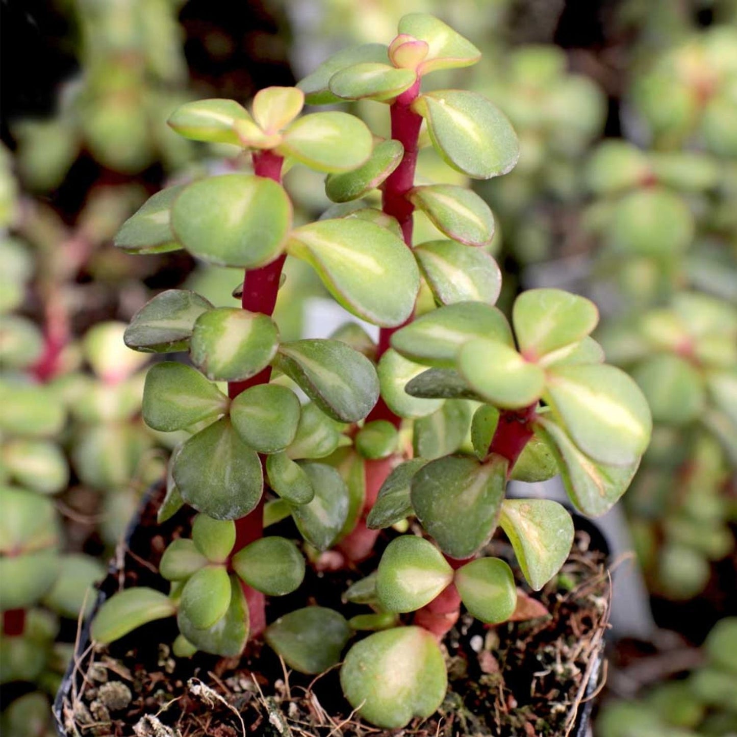 Lot of 6 Portulacaria afra Cuttings | Spekboom Succulent with Red Stems | Fast Growing Plantings