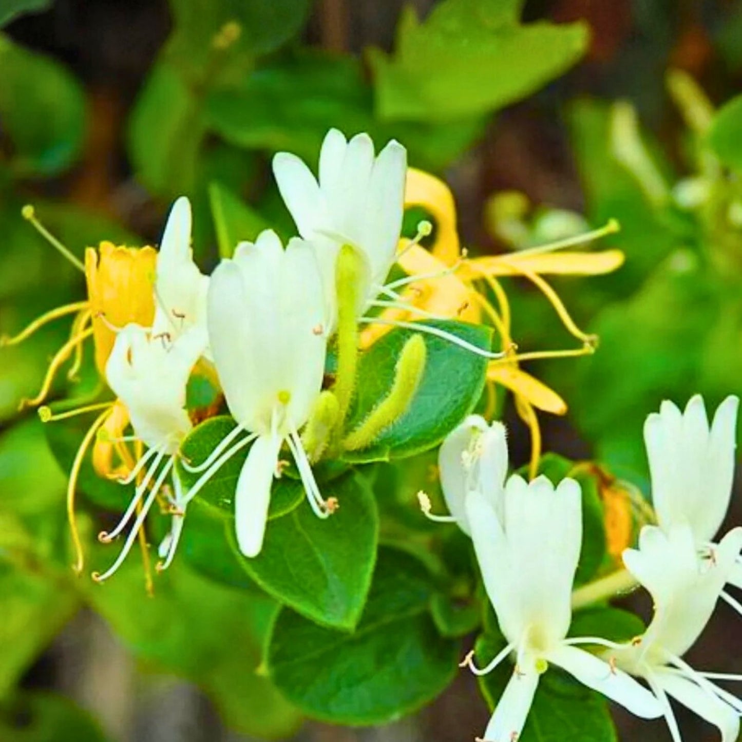 Japanese Honeysuckle Vines Live Rooted Plants Fragrant Lonicera japonica Starter Garden Plant