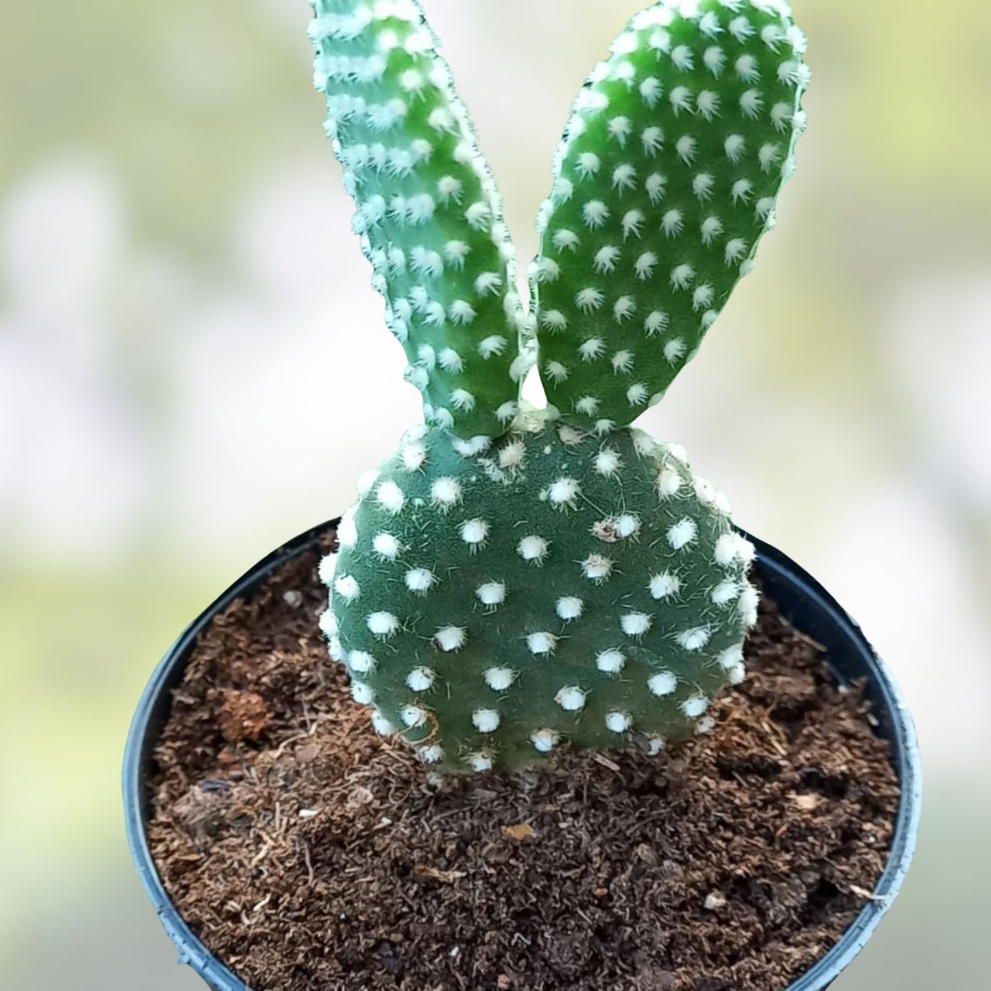 Bunny Ears Cactus Plant Opuntia Microdasys Live Succulent 2 Pack 5-Inch Pads Indoor Outdoor Houseplant Non-GMO