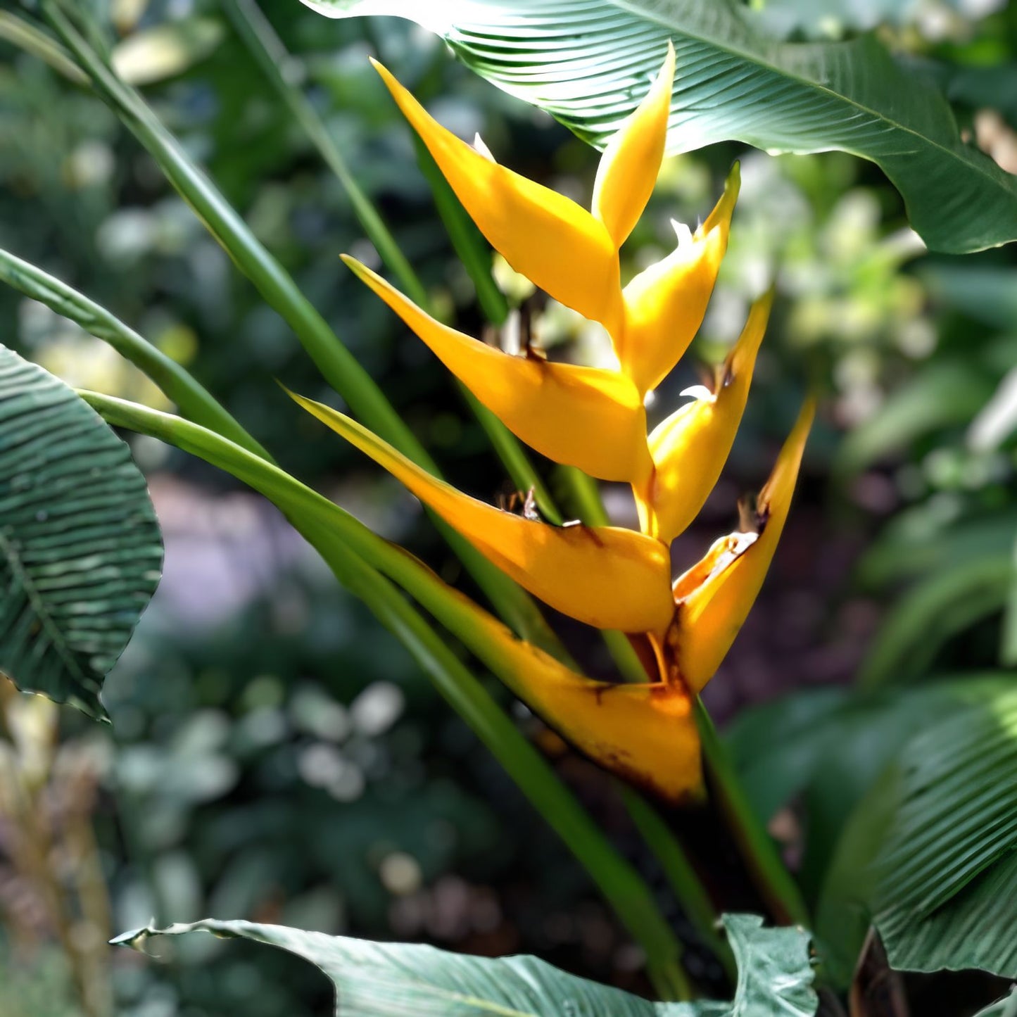 Heliconia Seeds for Planting - 10 Seeds - Heliconia champneana - Tropical Banana Plant - Ornamental Flowering Plant - New Harvest Quality