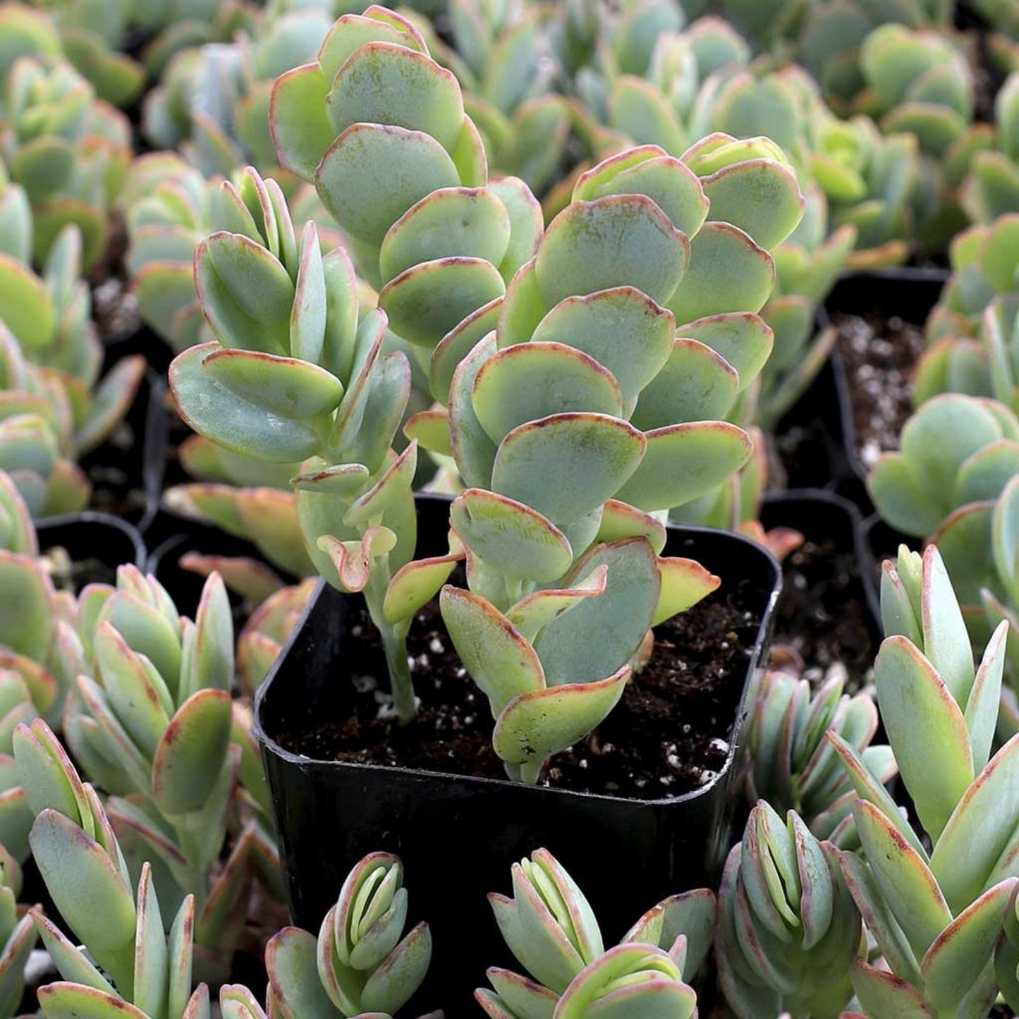 Kalanchoe Cuttings Marnier's & Lavender 4-6” Houseplant Succulent Live Plant Starter Bare Root