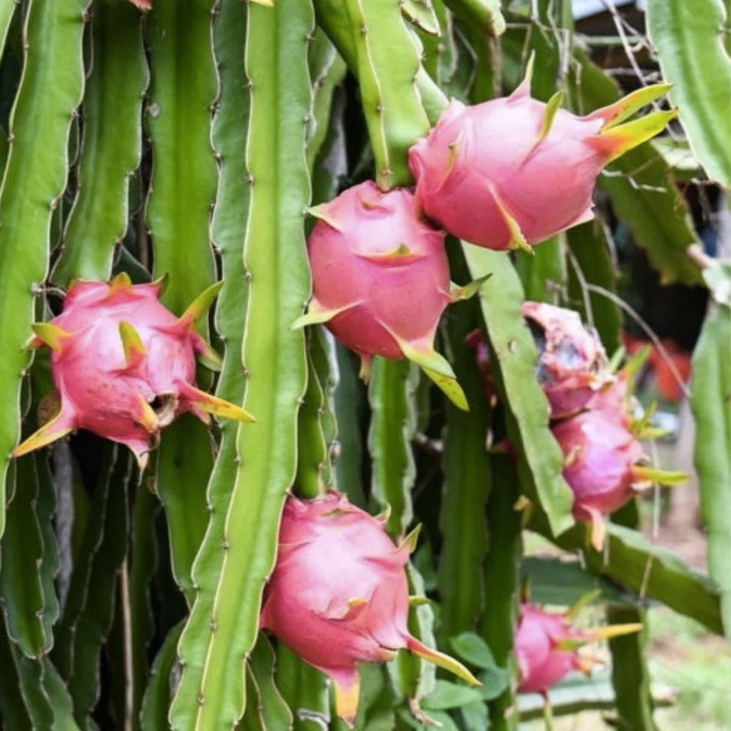 Red Dragon Fruit Cutting 8-12in, Edible Cactus, Fruit Producing Succulent, Hylocereus undatus, Live Plant, Starter Plant