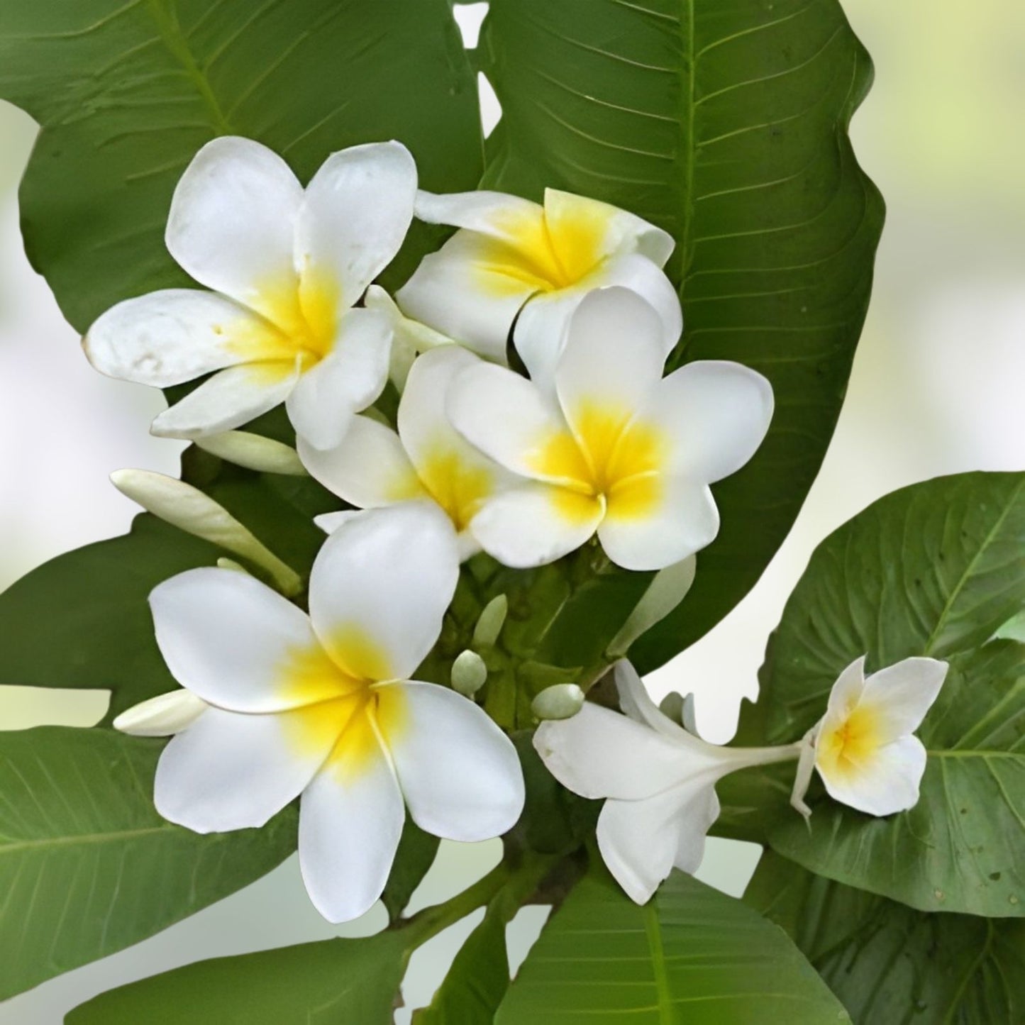 Well-Rooted Plumeria Plant 3 Branches White Yellow Blooms Frangipani Live Houseplant - Fast Growing