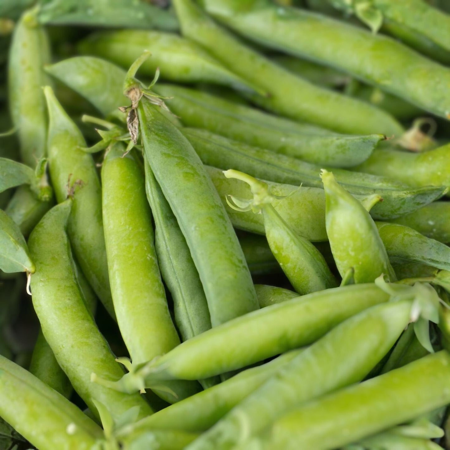 Heirloom Pea Seeds Little Marvel Non-GMO Pisum sativum Vegetable Garden Starter Plant 100+ Seeds