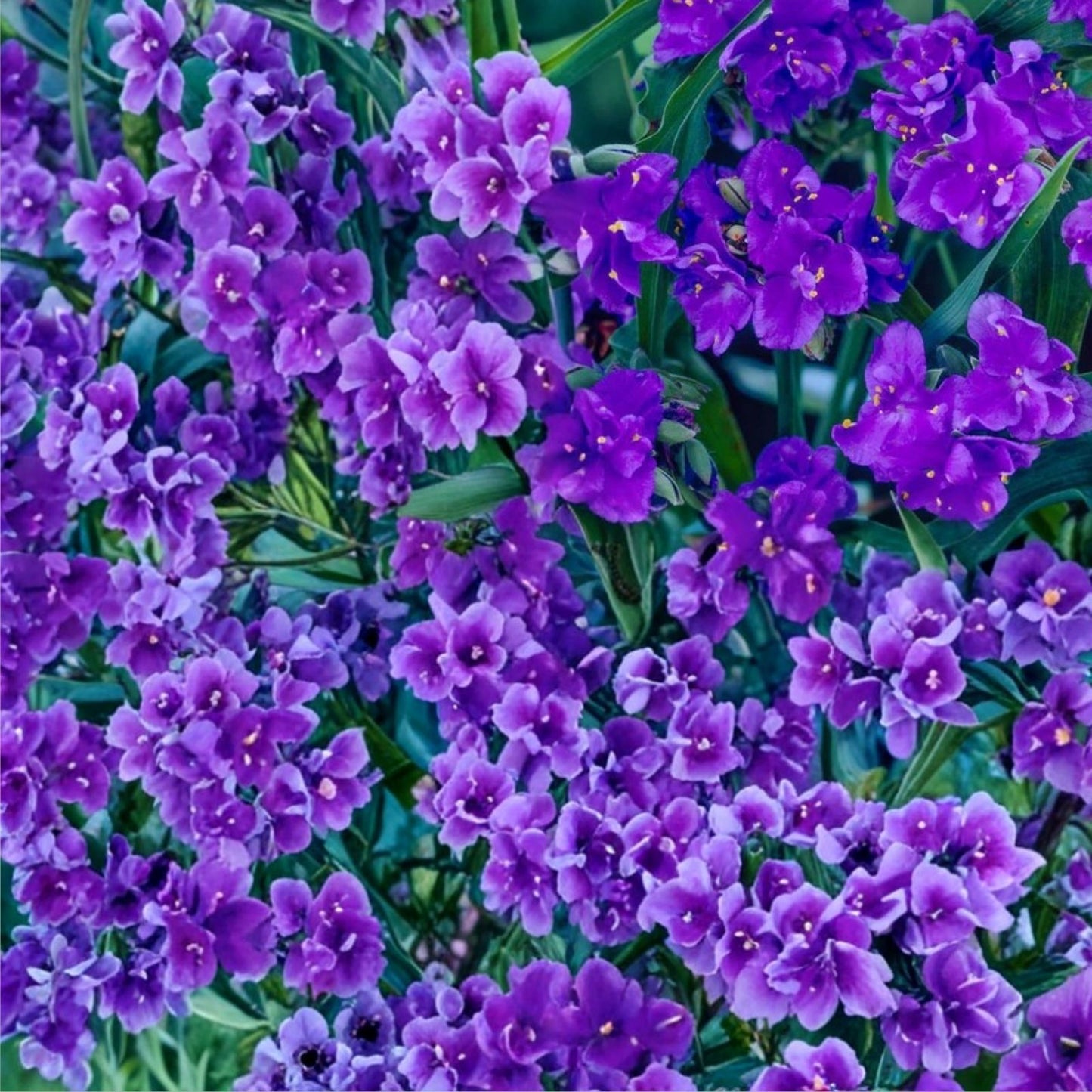 Live Widow's Tears Plant 5-Pack Commelina spp. Shade-Loving Native Southern Flower Blue Purple Blooms