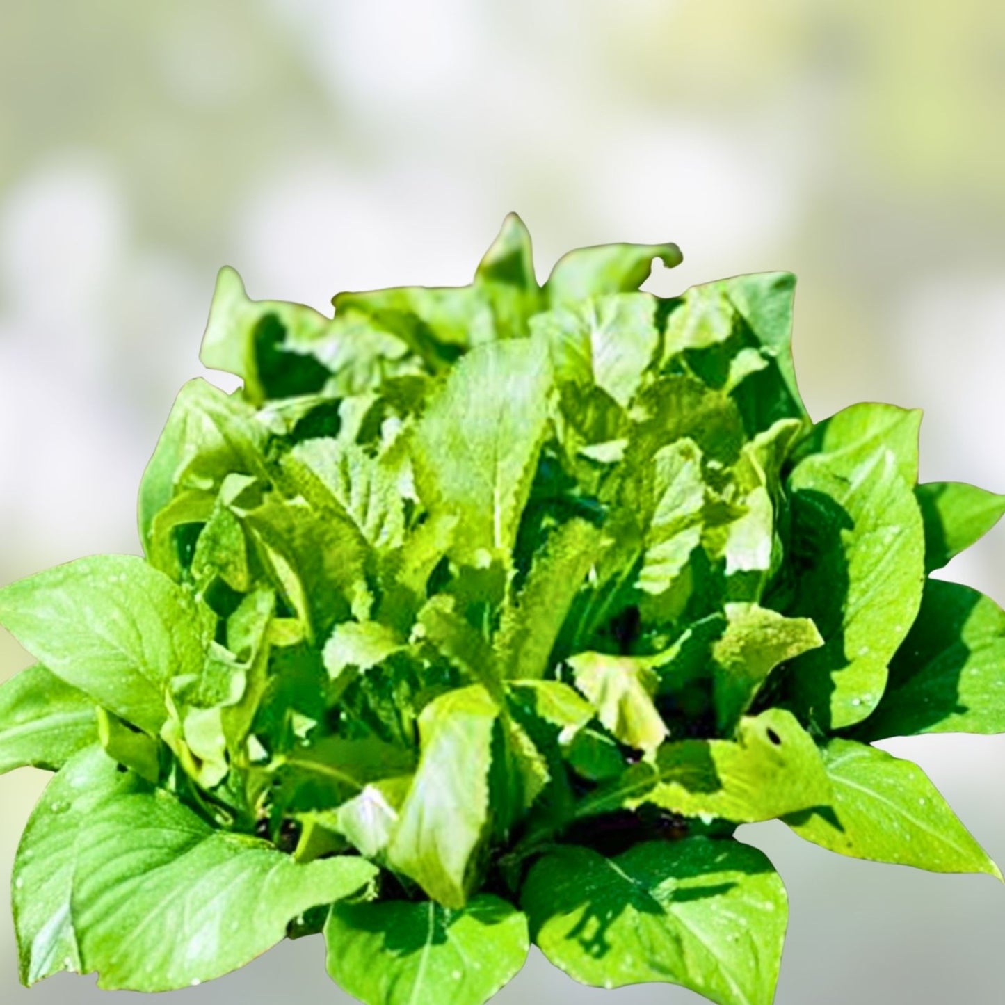 Mustard Green Seeds Non-GMO Heirloom Brassica juncea Cooking & Gardening Starter Plant Bare Root Cutting