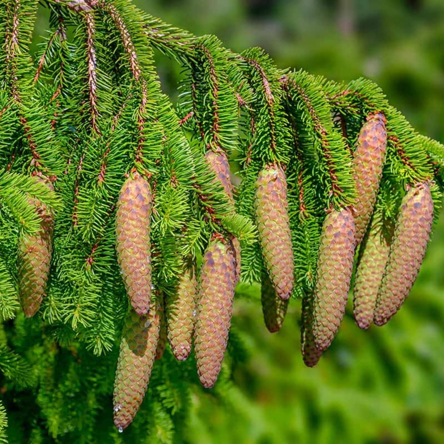 Norway Spruce Seeds 50 Count – Evergreen Conifer Picea Abies Tree Starter Plants for Gardening and Landscaping