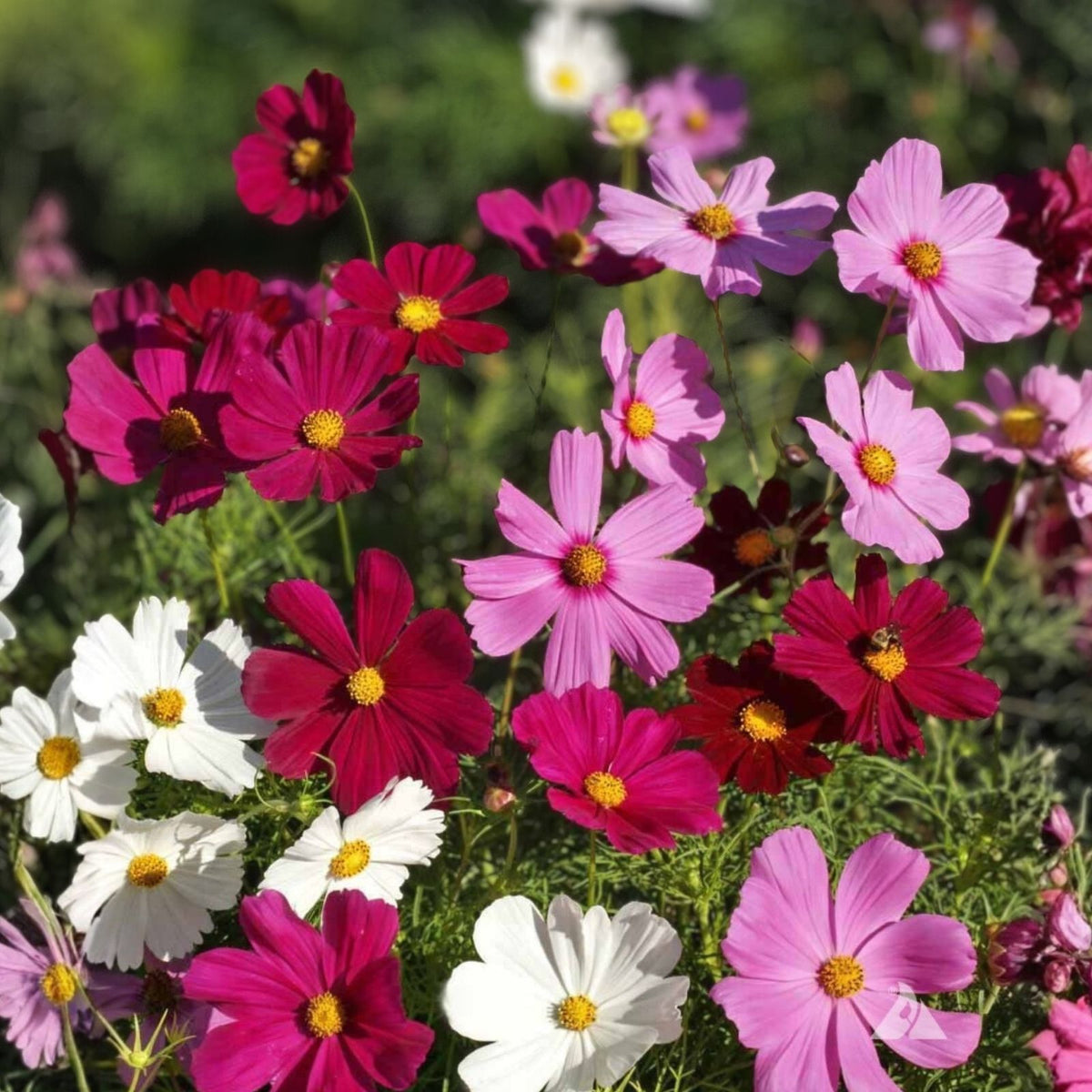 Cosmos Flower Seeds Bulk 35+ Colorful Annual Variety Garden Planting Cosmos bipinnatus
