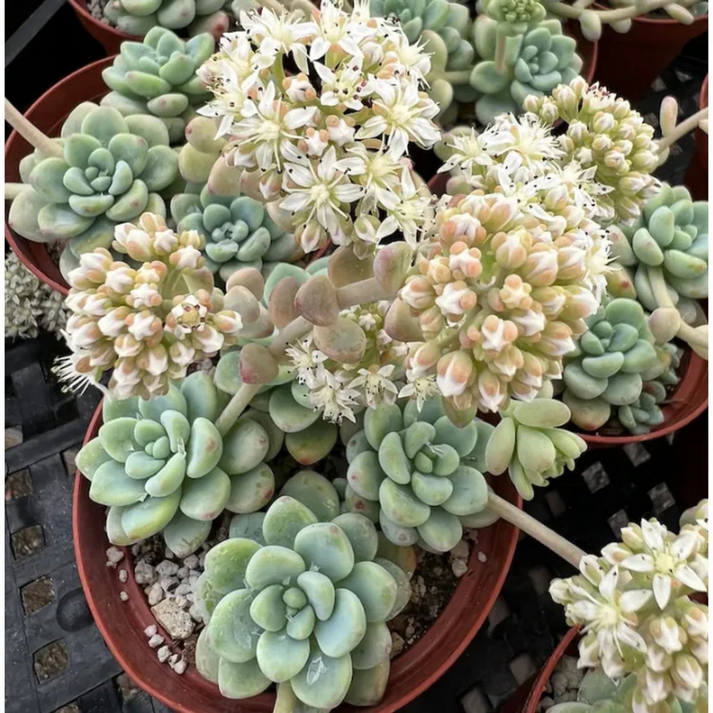 Live Sedum Clavatum Succulent Plant 2" Pot, Indoor Houseplant, Green Succulent, Live Plant, Starter Plant