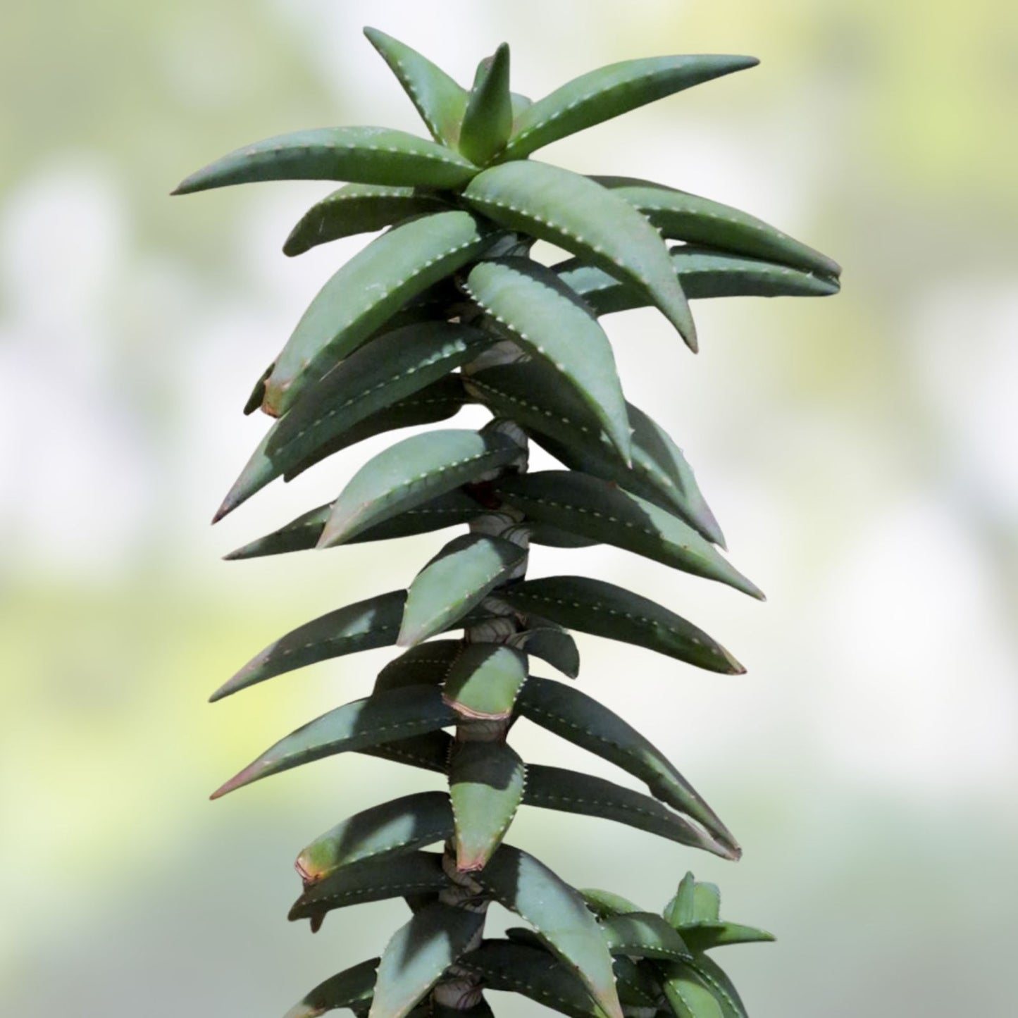 Aloe Pearsonii Hybrid Succulent Plant – Drought-Tolerant Indoor Houseplant, Unique Greenery, Live Plant or Cutting