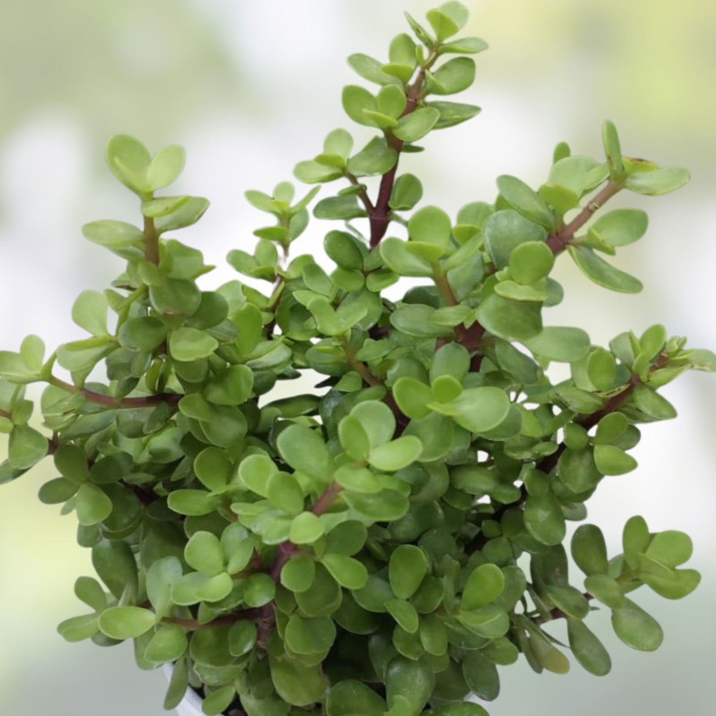 Live Jade Plant Crassula Ovata 'Crobys' Succulent Indoor Houseplant Large Easy Care Green Foliage