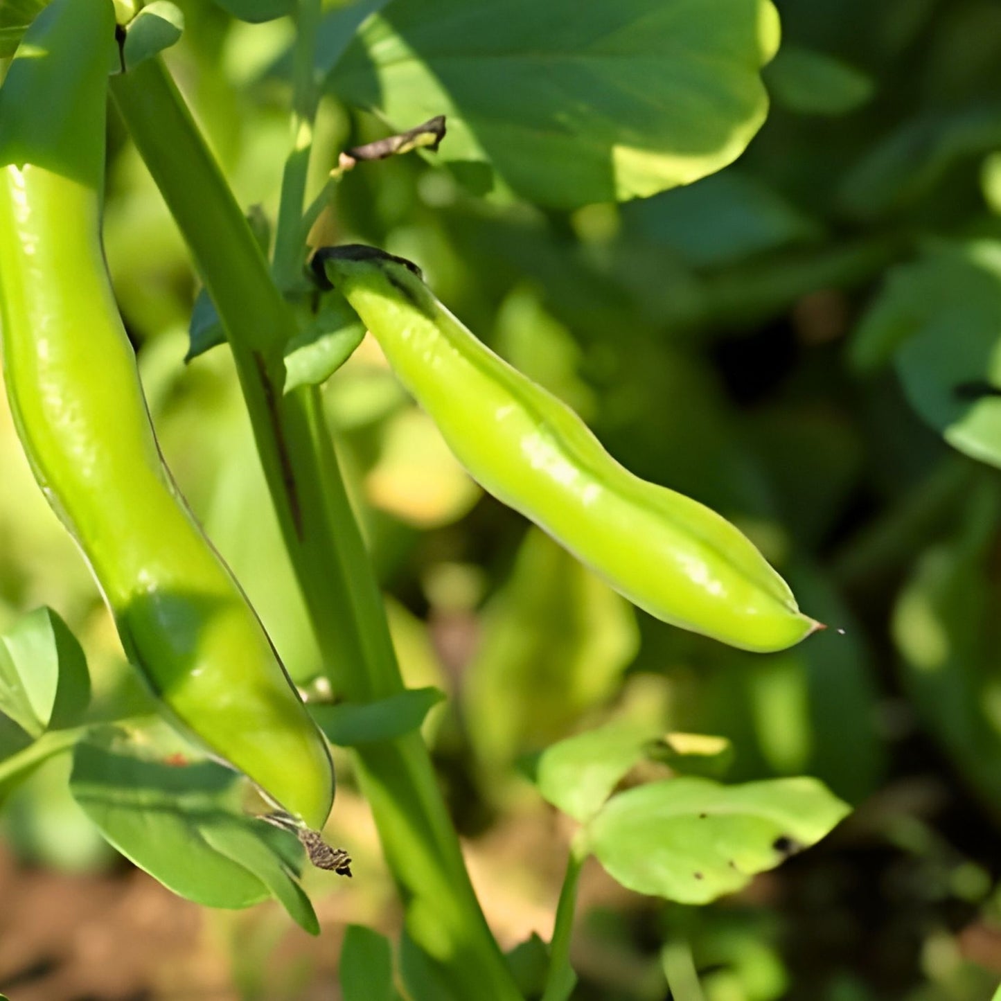 Heirloom Commodore Bush Green Bean Seeds Non-GMO Organic Vegetable Seeds 50+ Starter Plants
